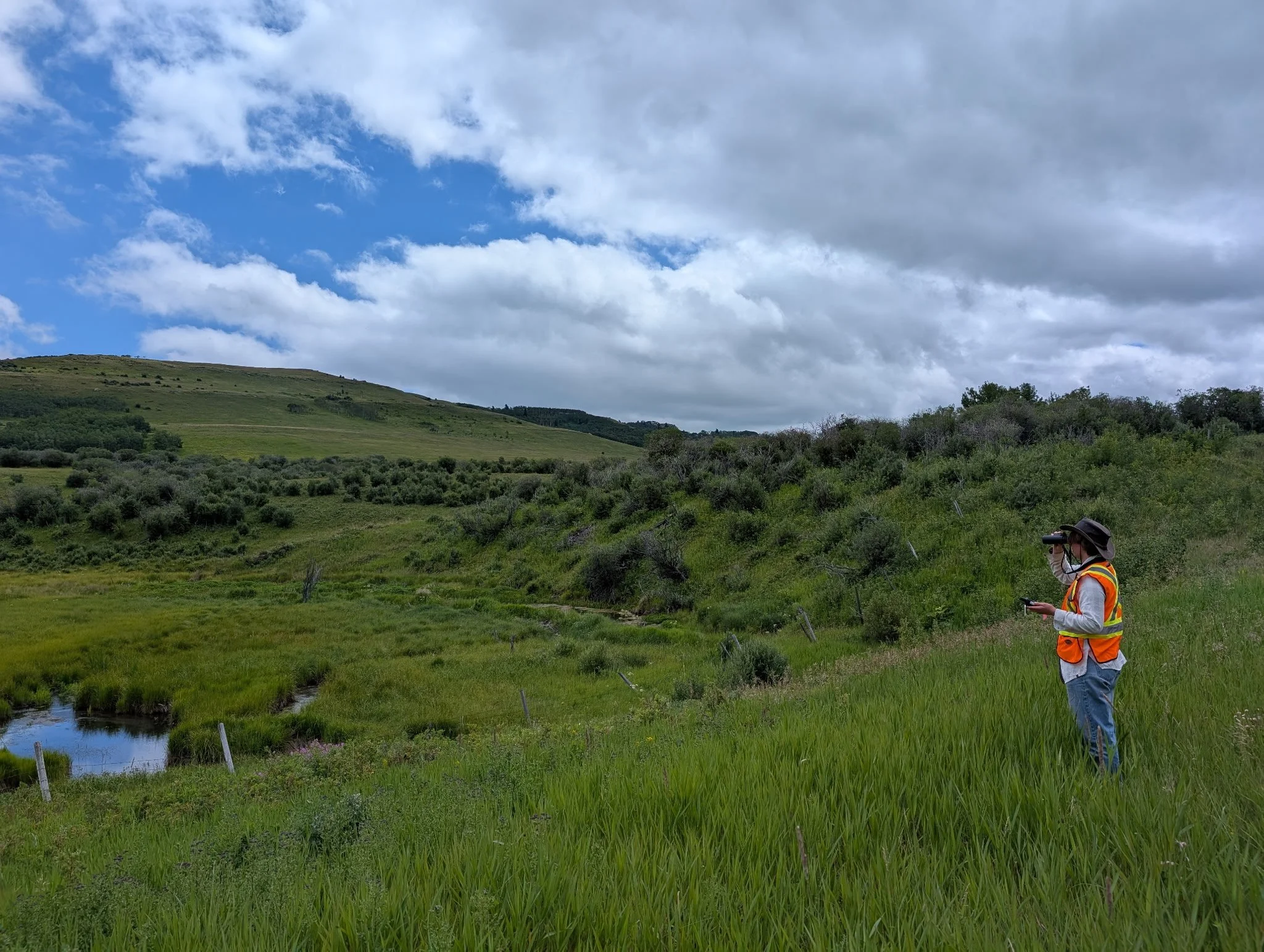  July 2025. Scouting potential sites for CABIN sampling. We have learned, over much trial and error, that if a map shows that there’s a creek, it doesn’t mean there’s water there now. Ground truth everything! This was along highway 22, just north of 