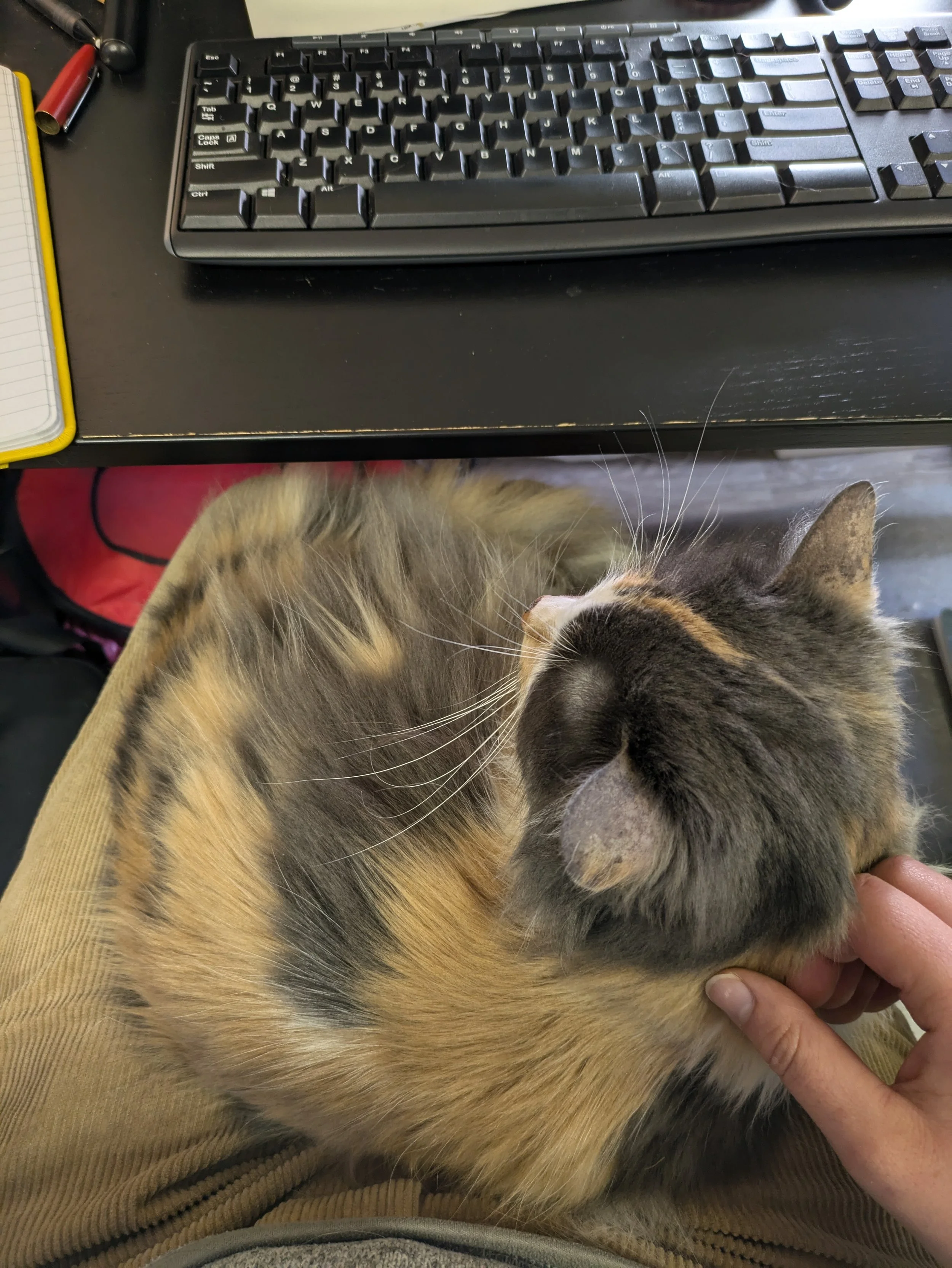  A peek behind the scenes! This is my office assistant, Pringles, who takes her duties very seriously. If you’ve ever received an email from me, she probably proofread it. 