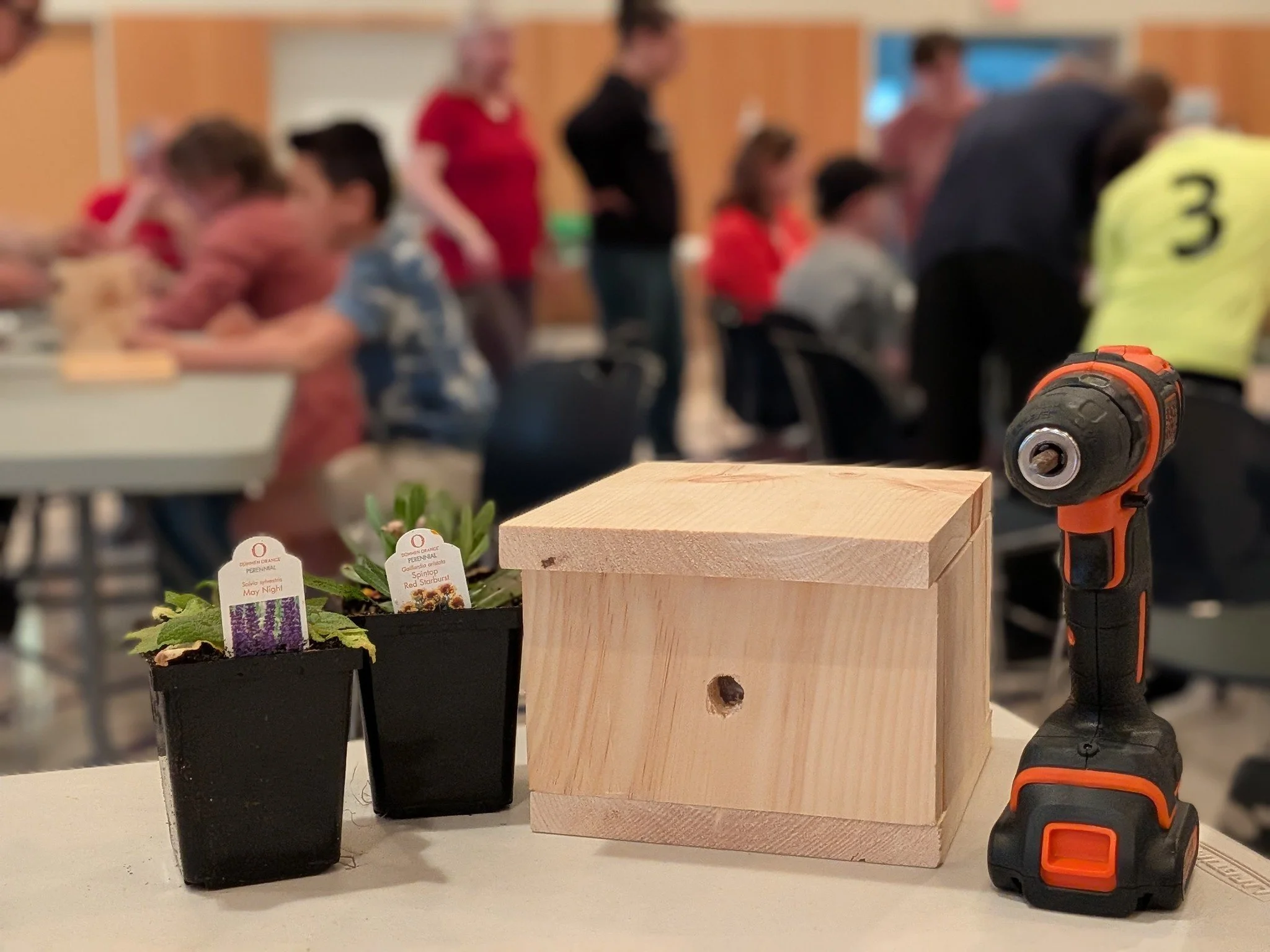 Bumble Bee Boxes