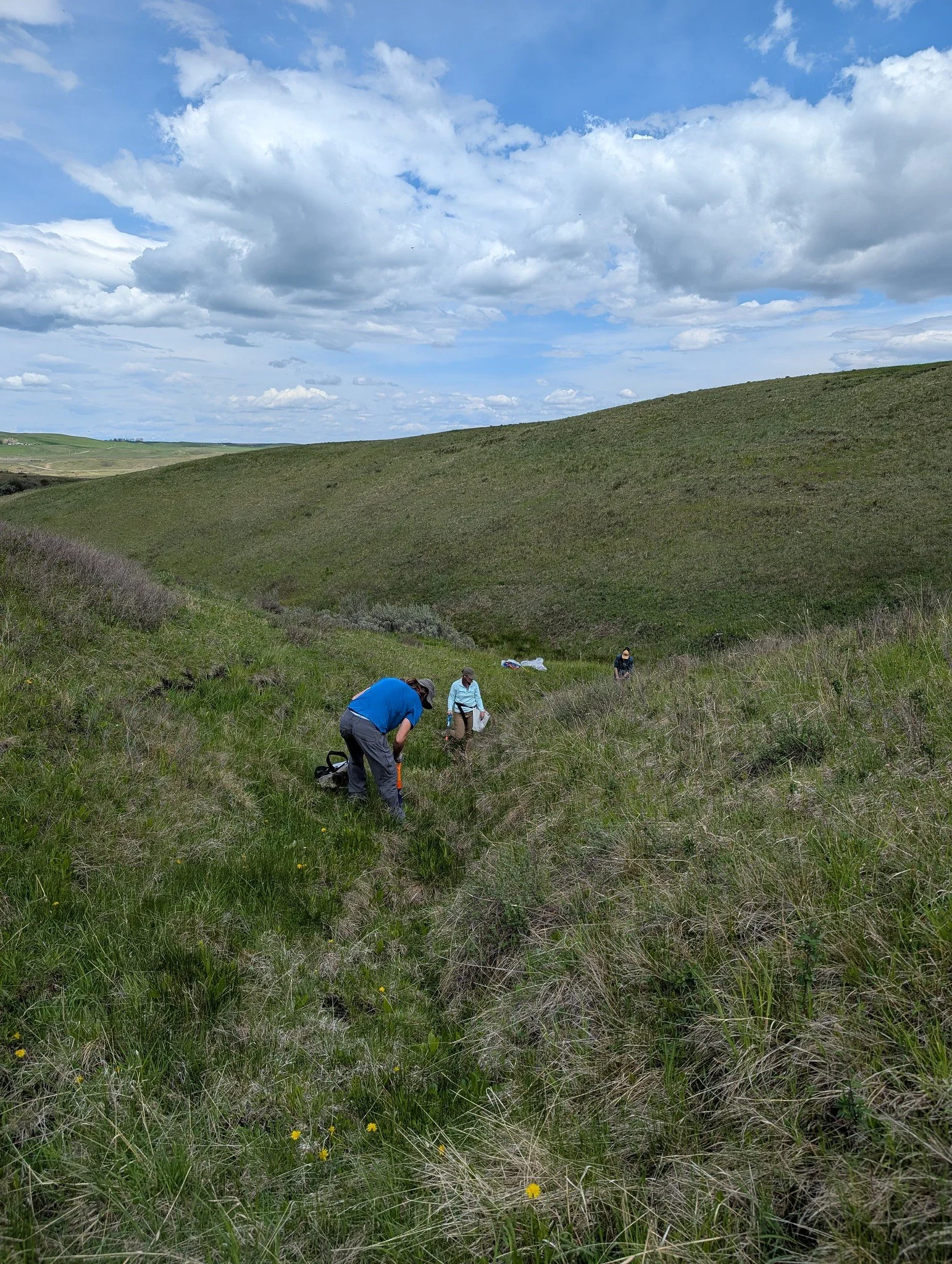 Willow planting at Mike French property