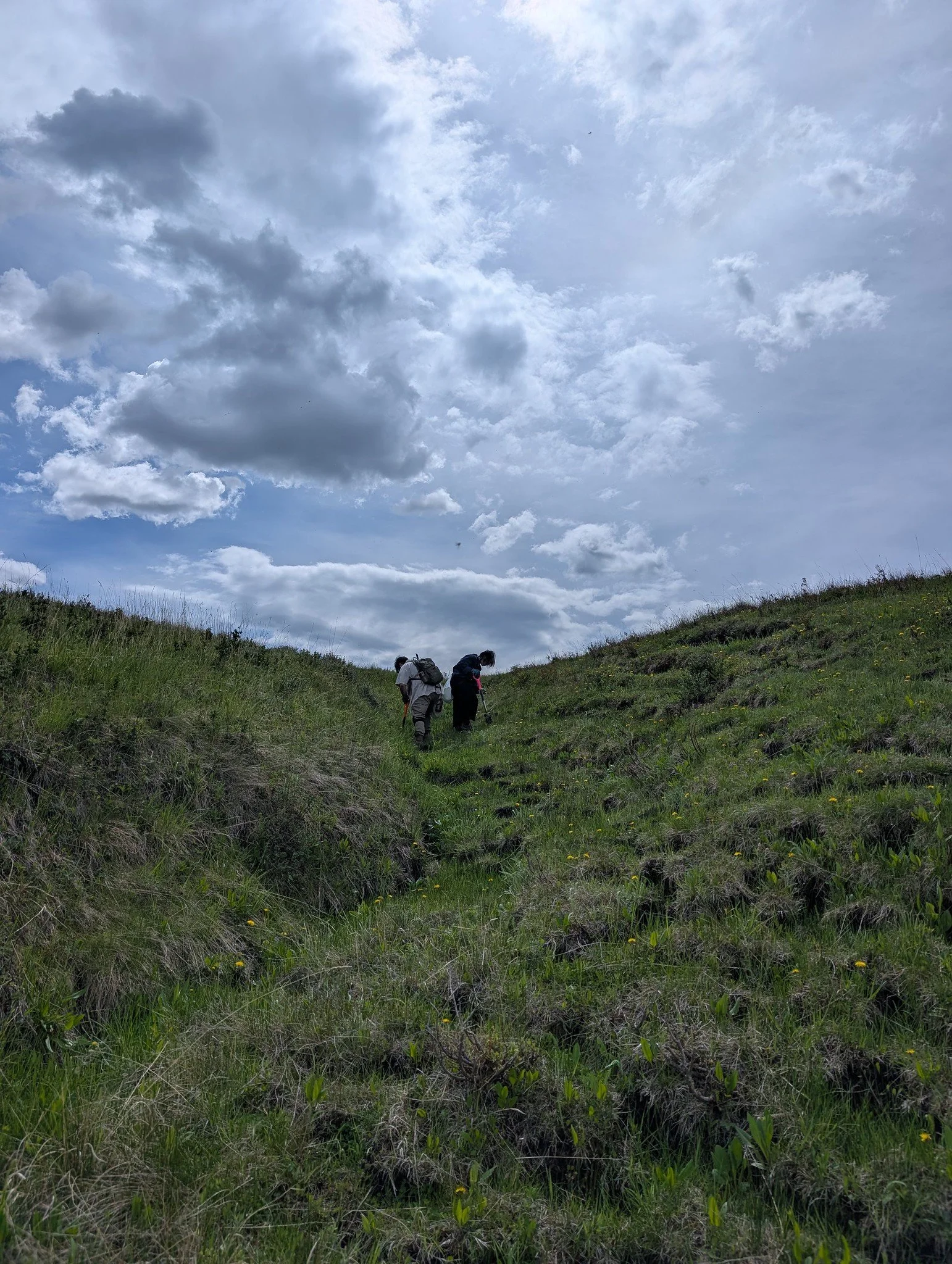Willow planting at Mike French property