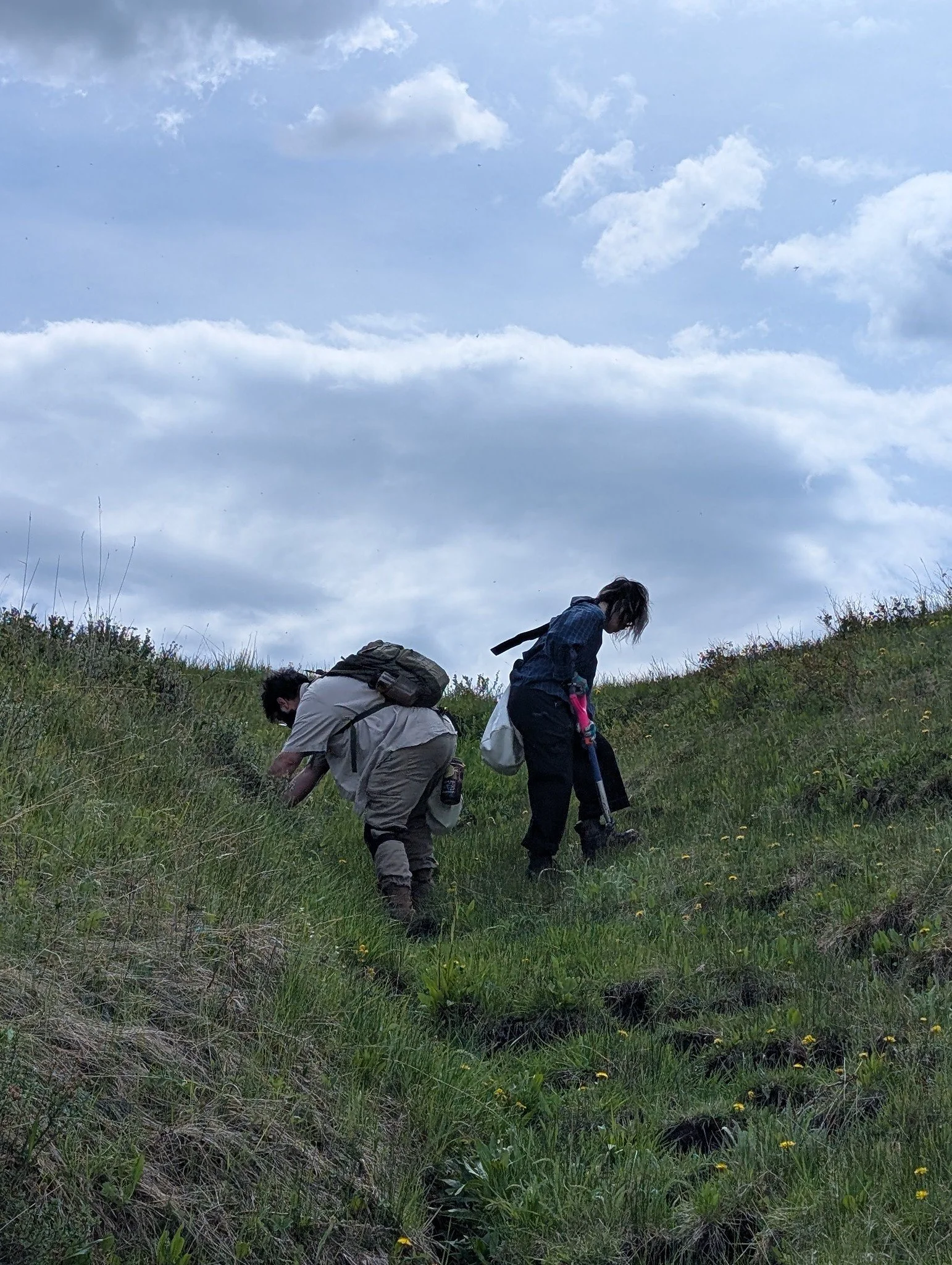 Willow planting at Mike French property