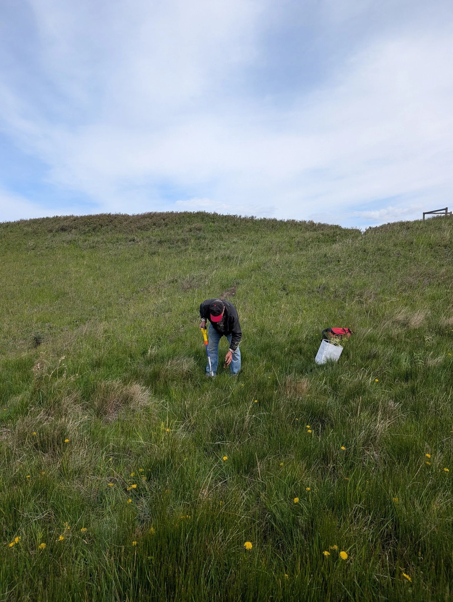 Willow planting at Mike French property