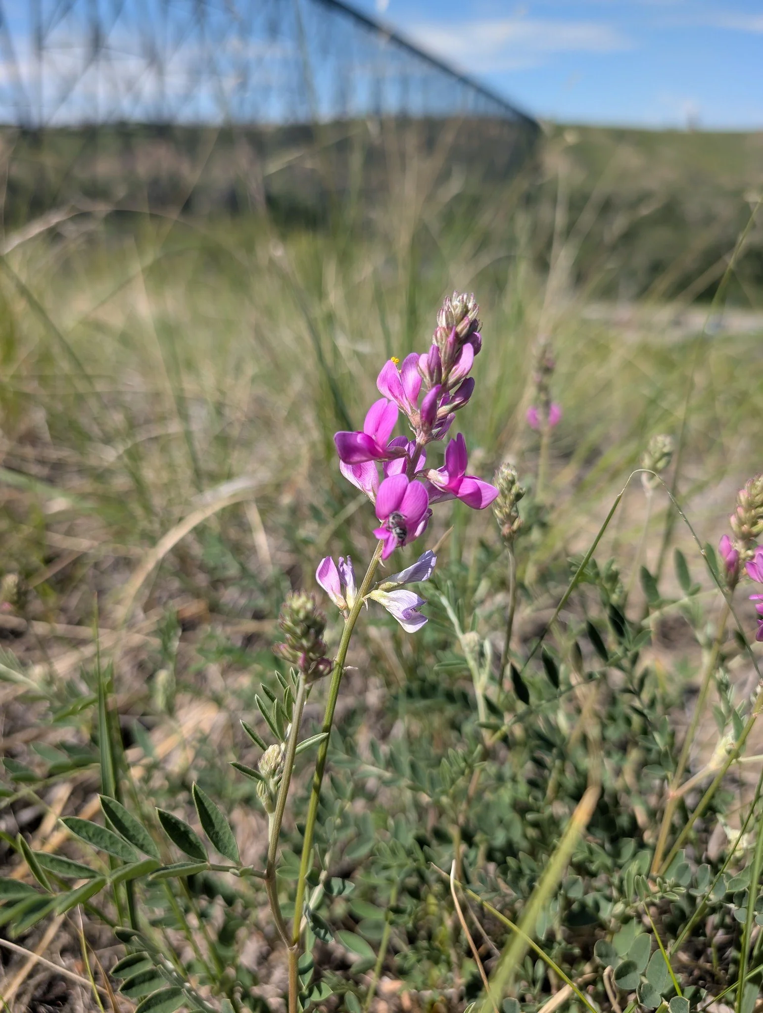 Bumble Bee Bioblitz June 2026
