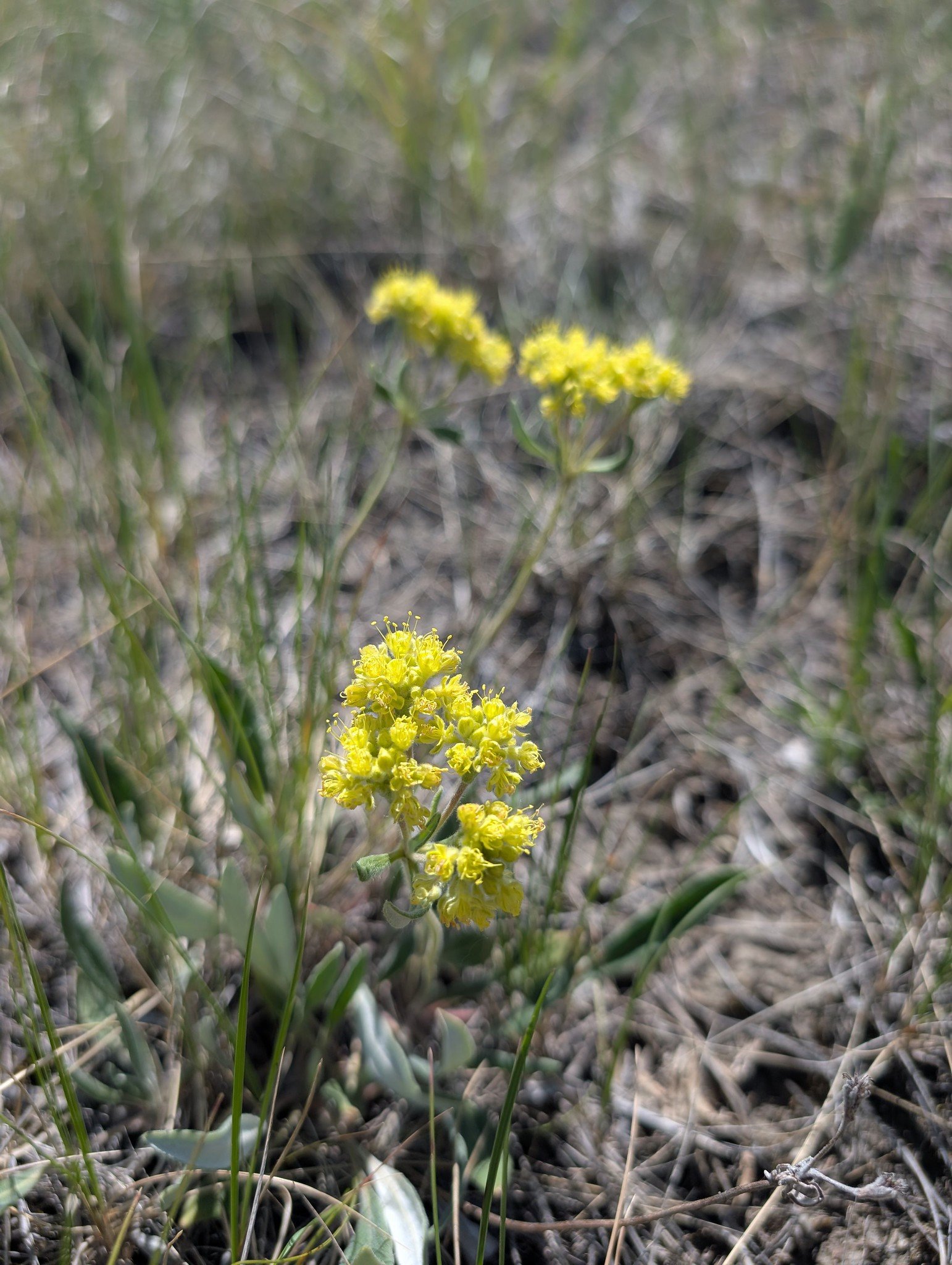 Bumble Bee Bioblitz June 2026