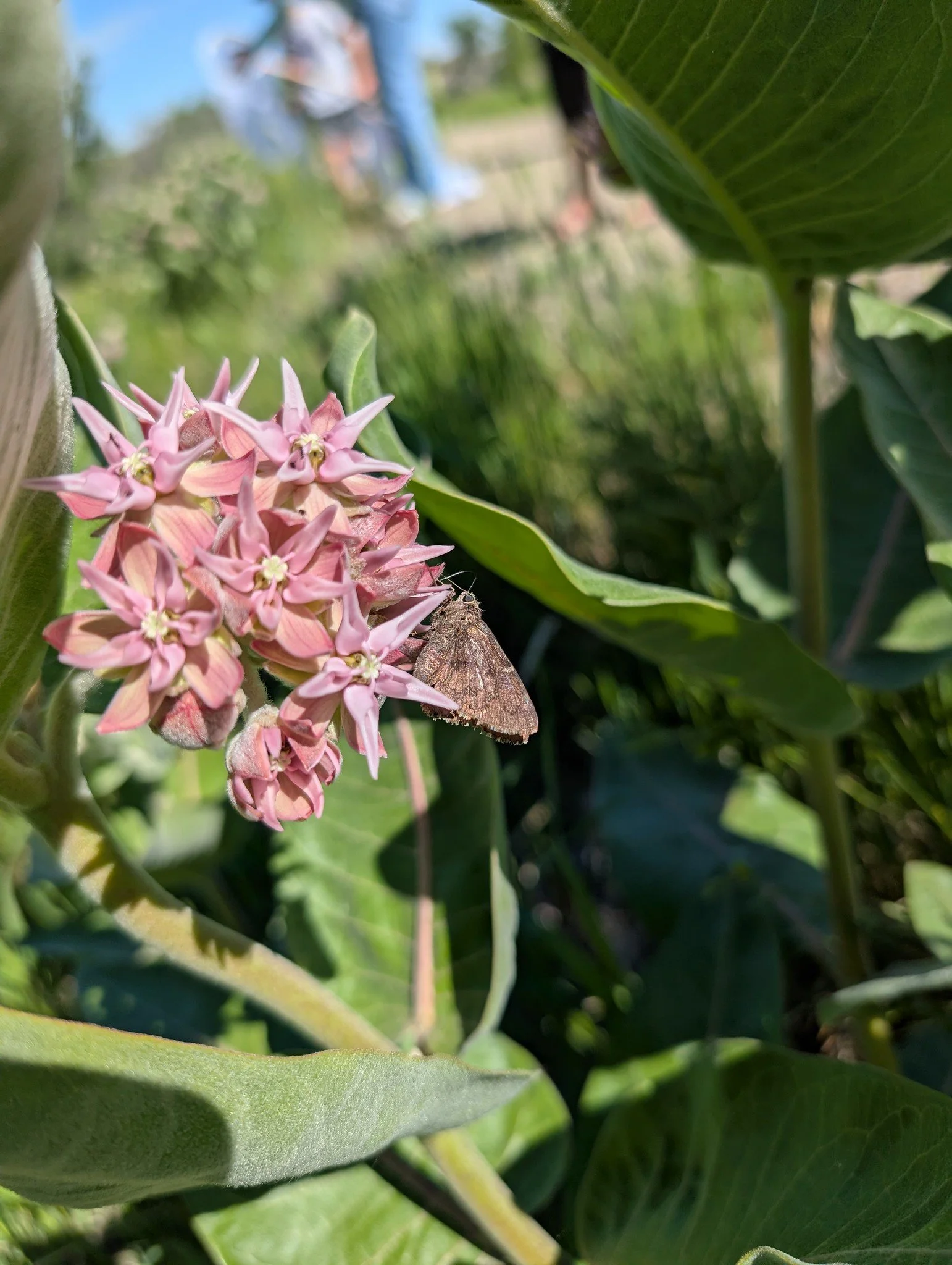 Bumble Bee Bioblitz June 2026
