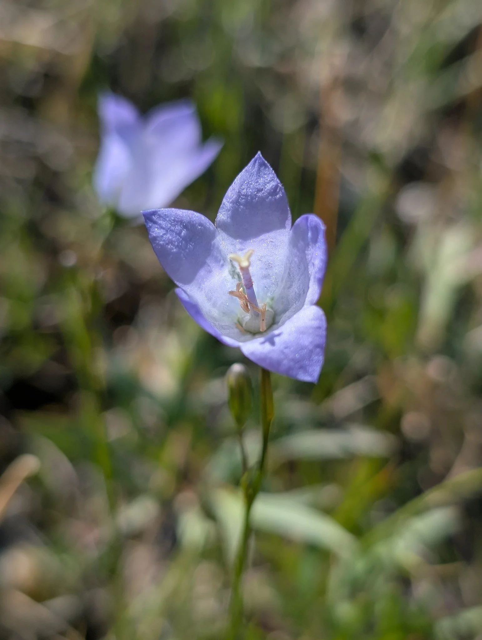 Bumble Bee Bioblitz June 2026