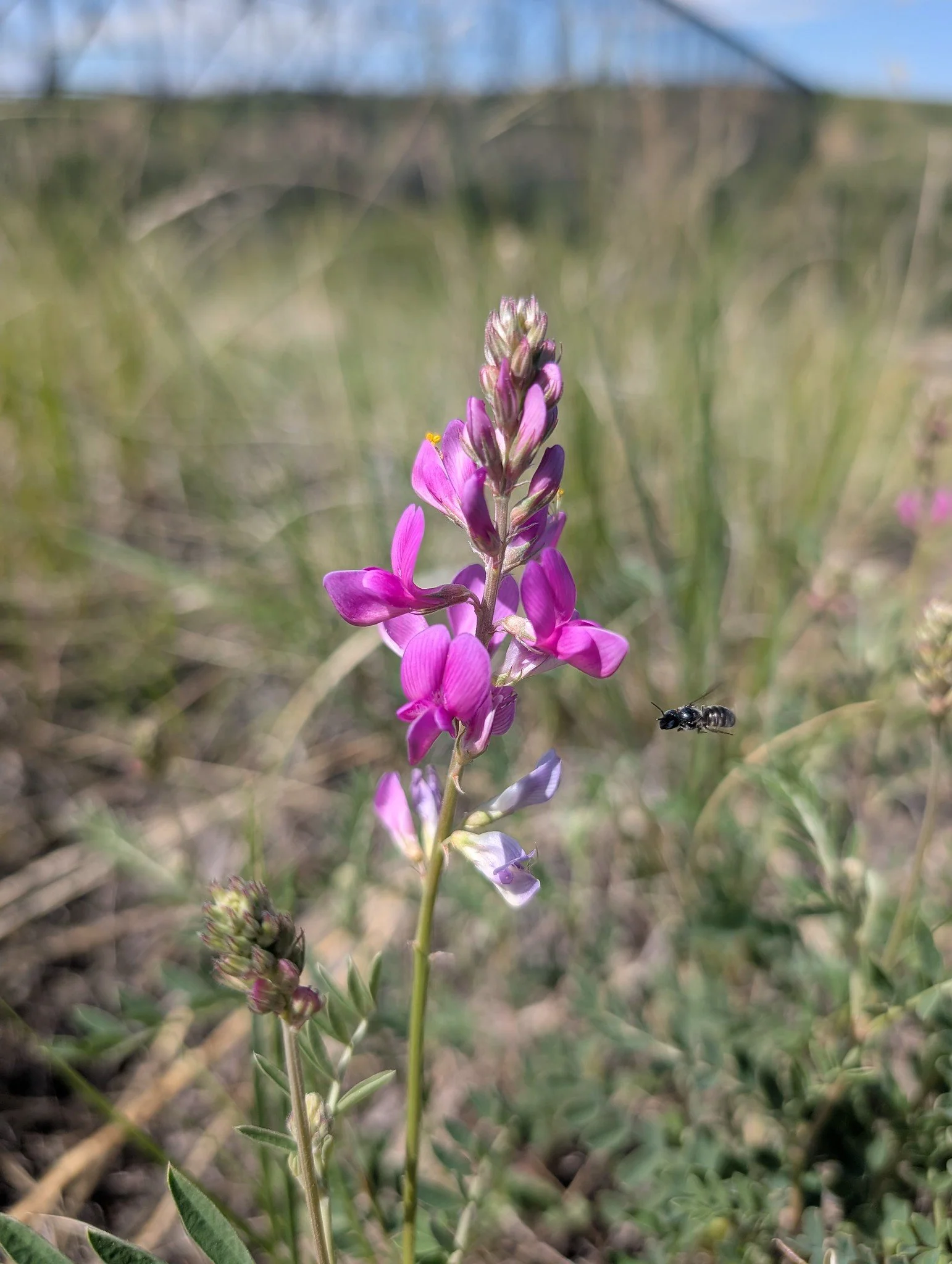 Bumble Bee Bioblitz June 2026