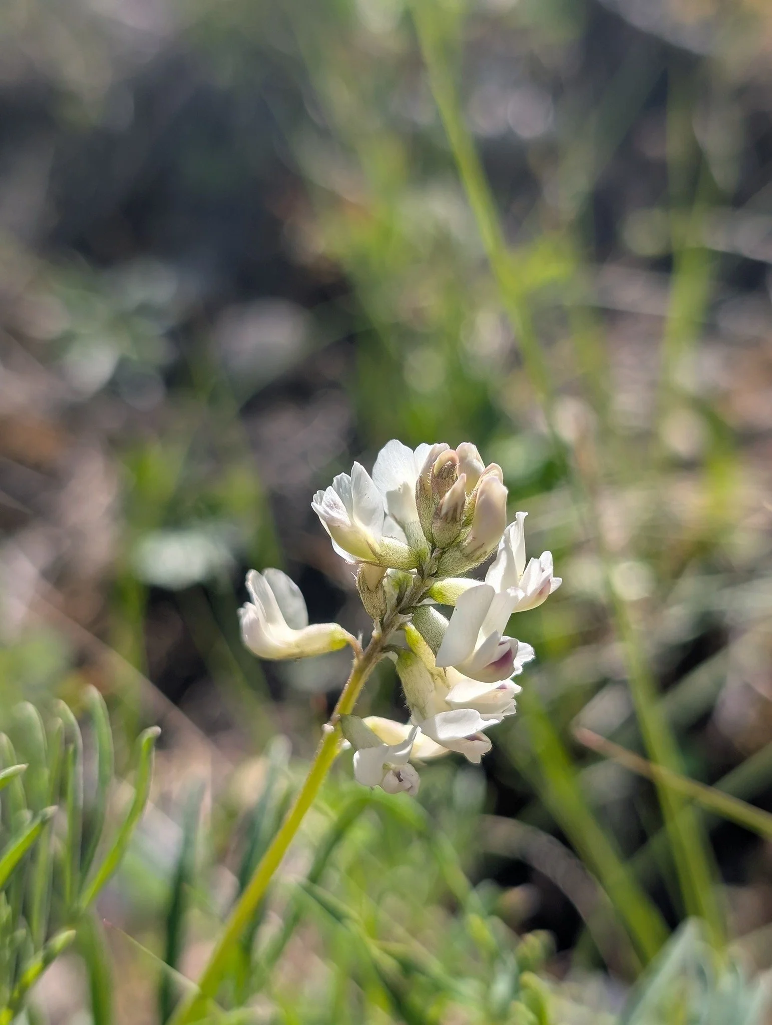 Bumble Bee Bioblitz June 2026