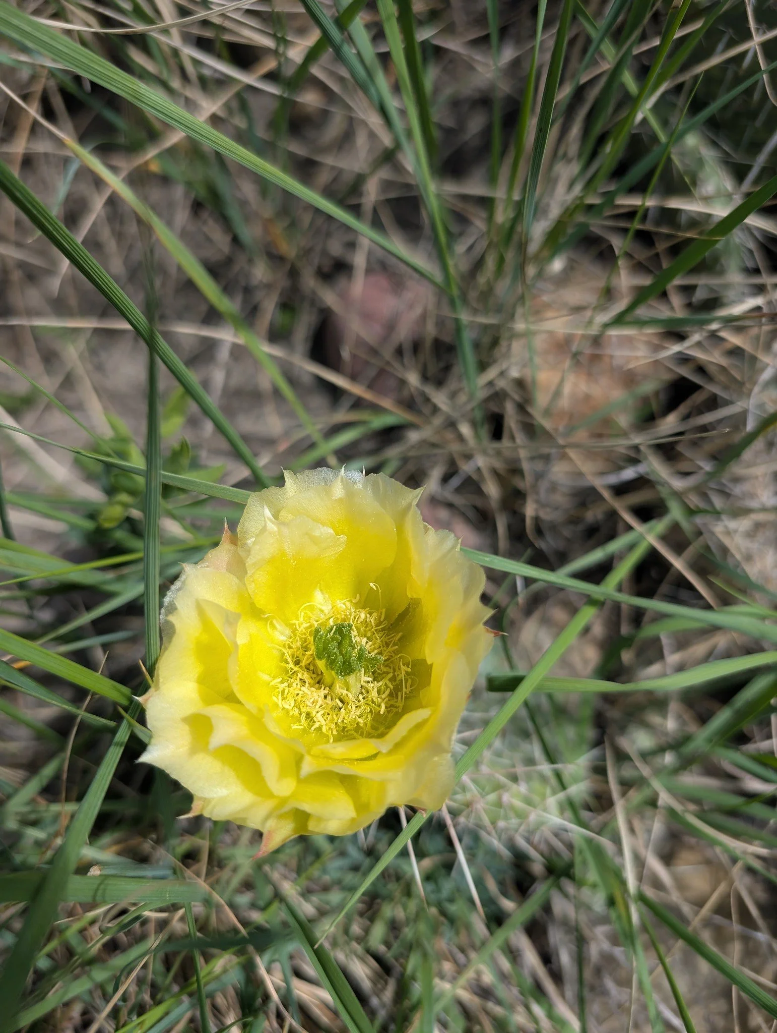 Bumble Bee Bioblitz June 2026