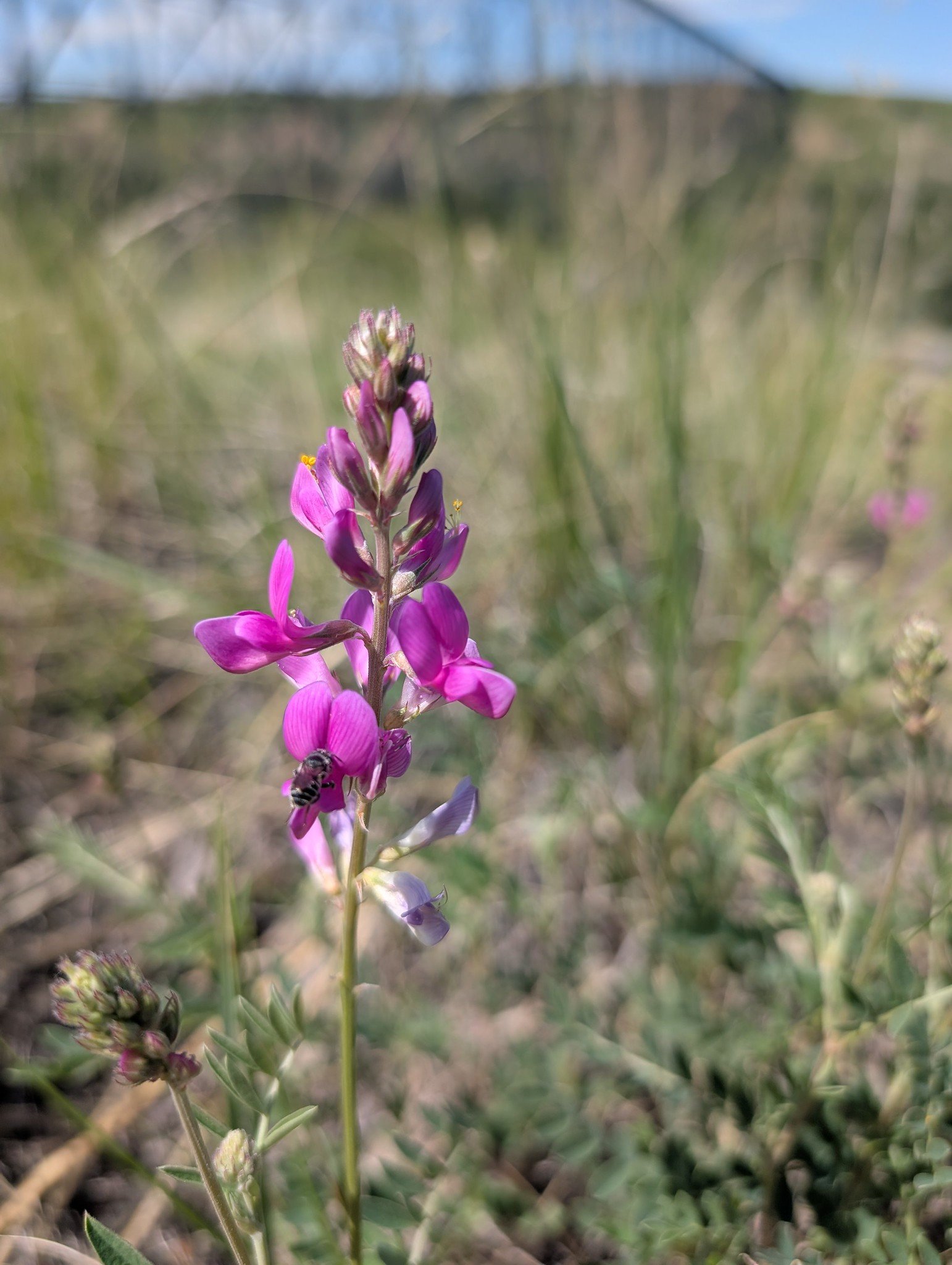 Bumble Bee Bioblitz June 2026