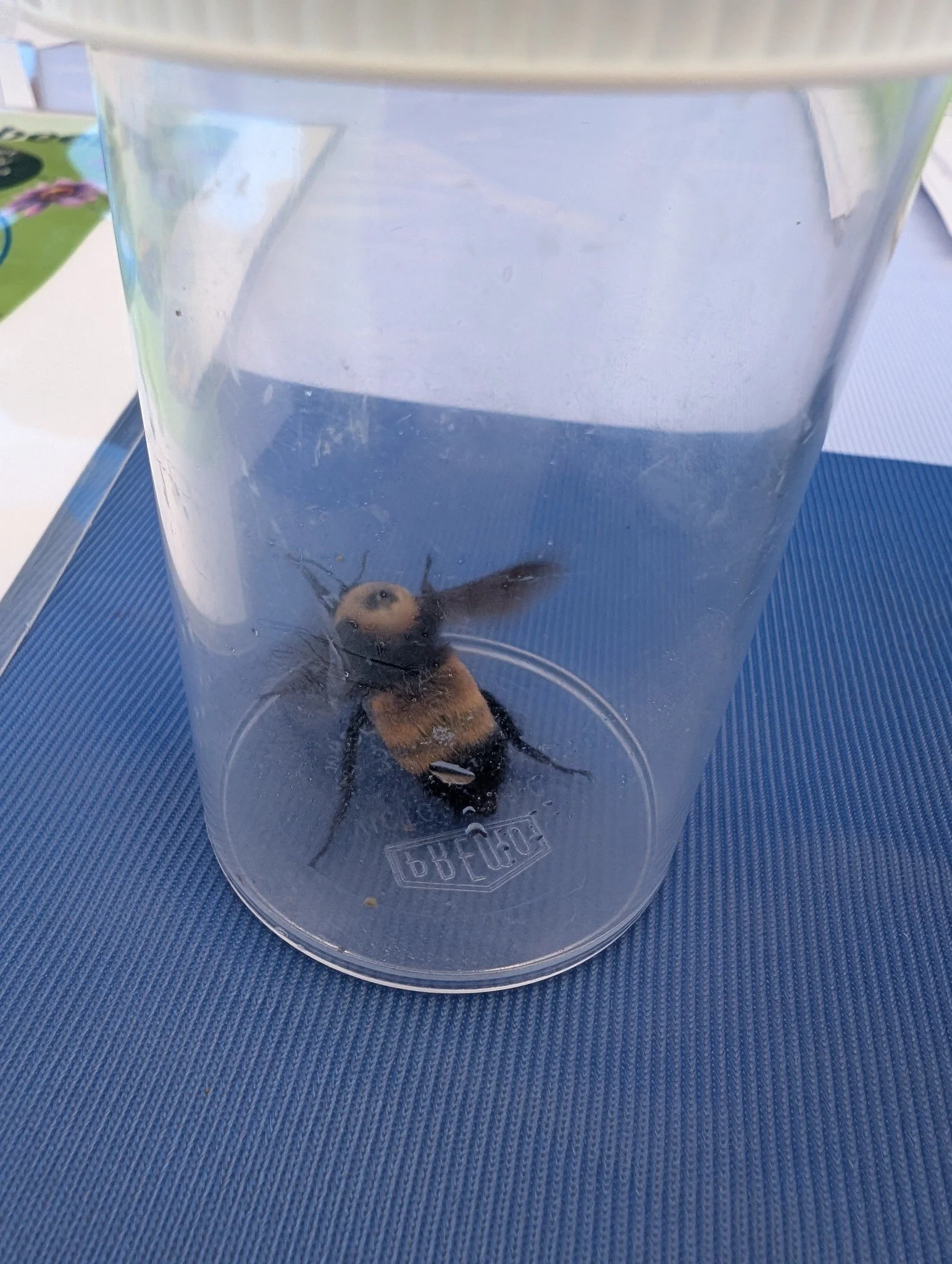 Bumble Bee Bioblitz June 2026