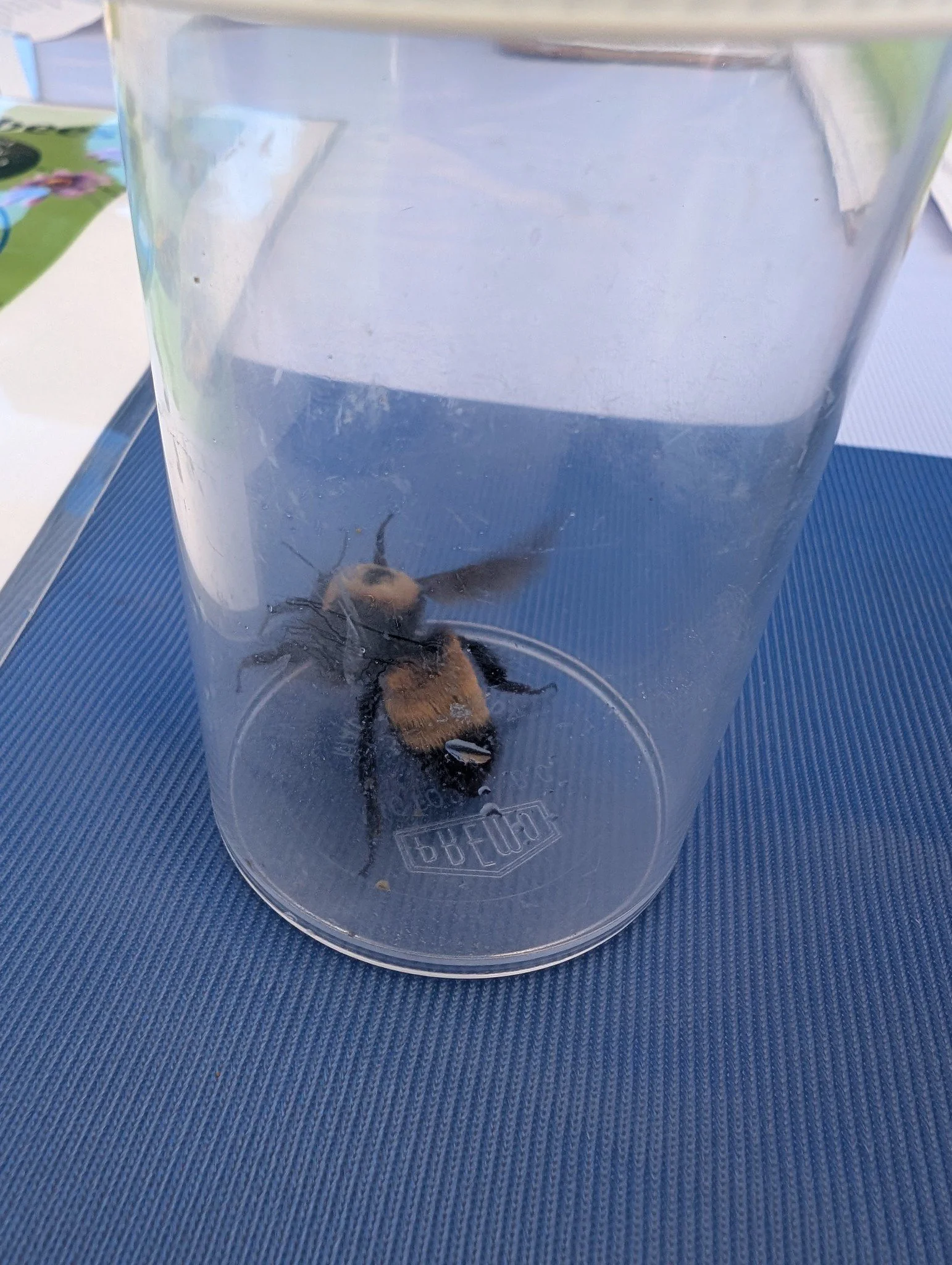 Bumble Bee Bioblitz June 2026