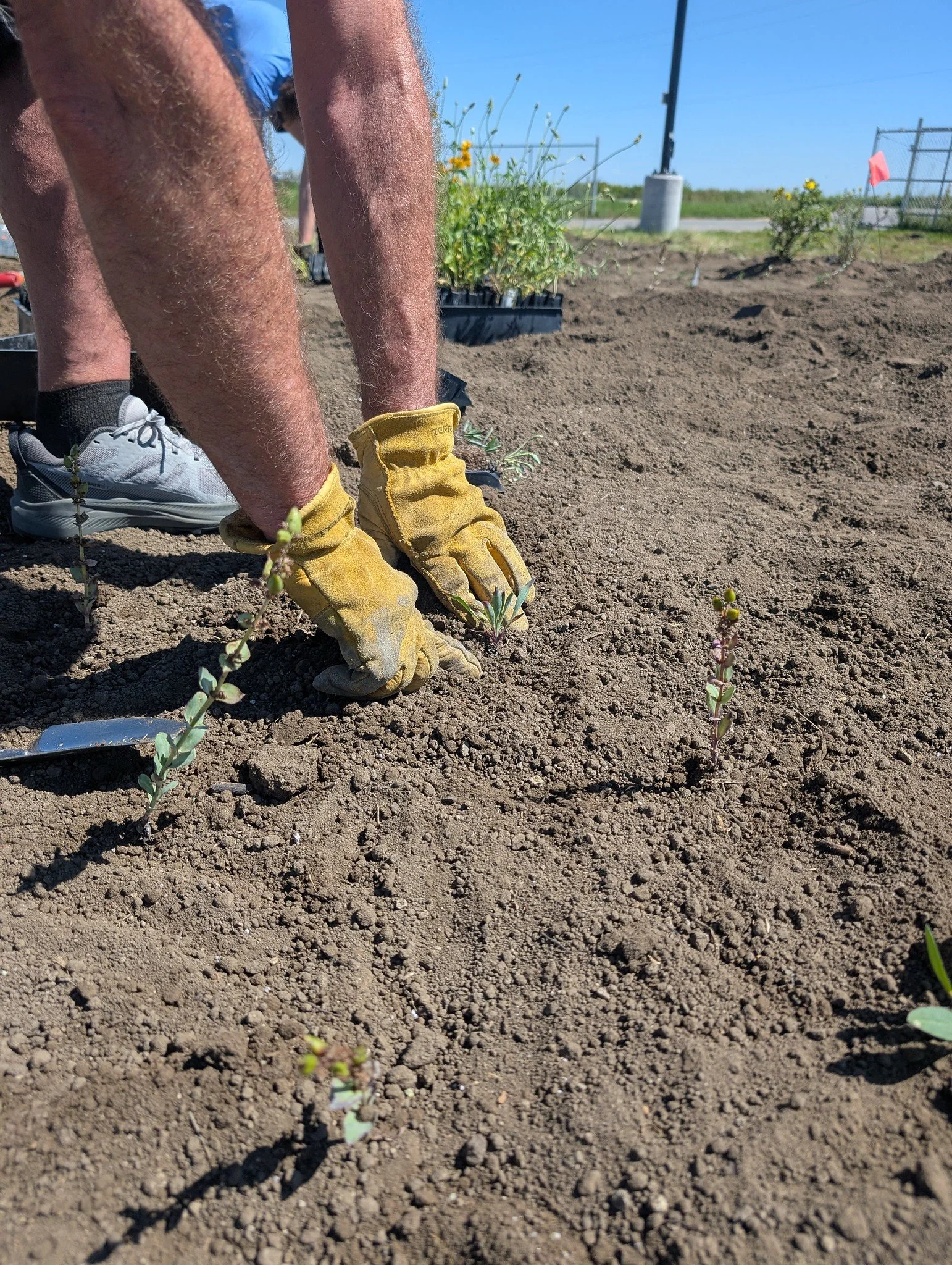 Lavern Pollinator Garden