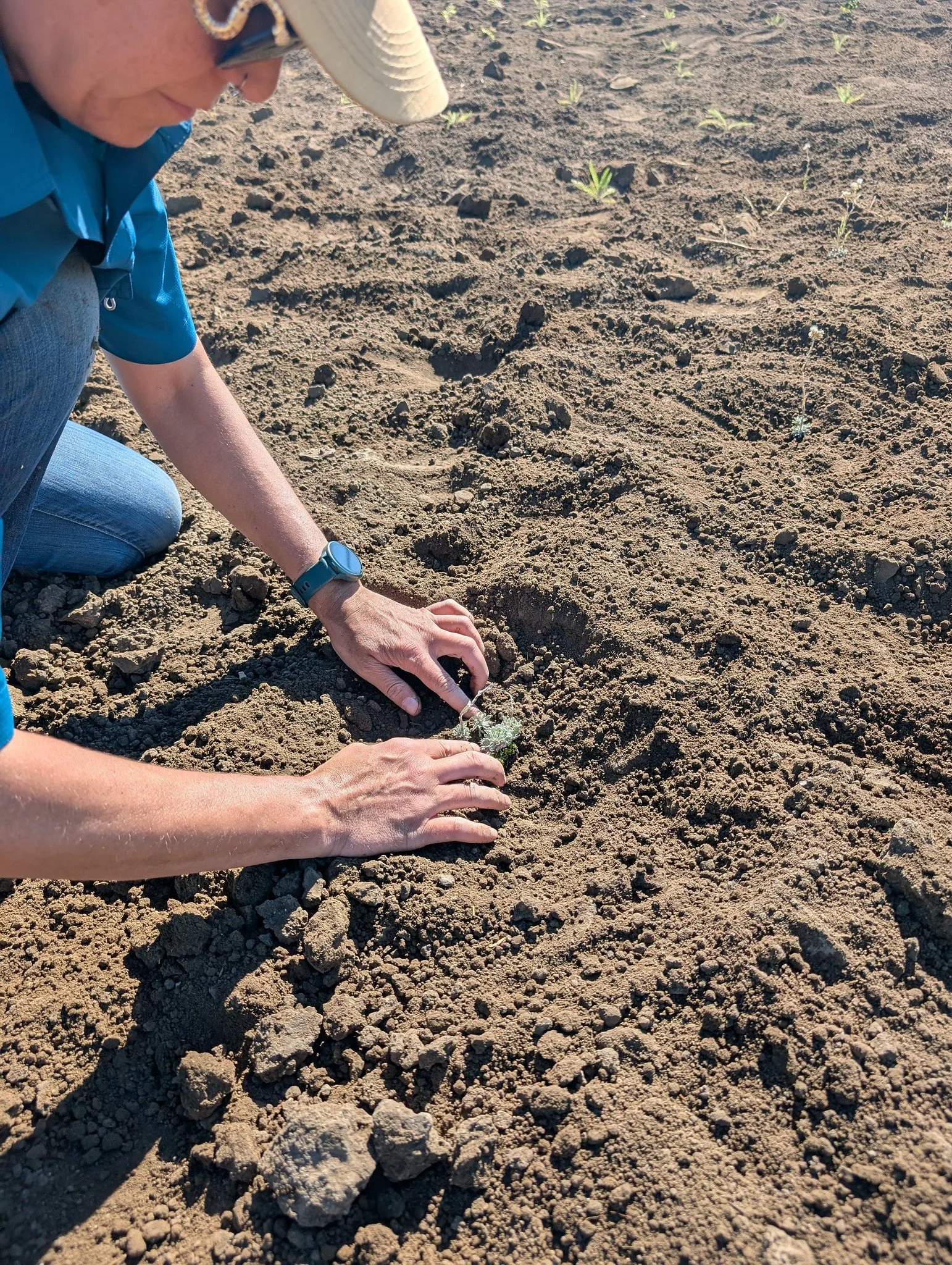 Lavern Pollinator Garden