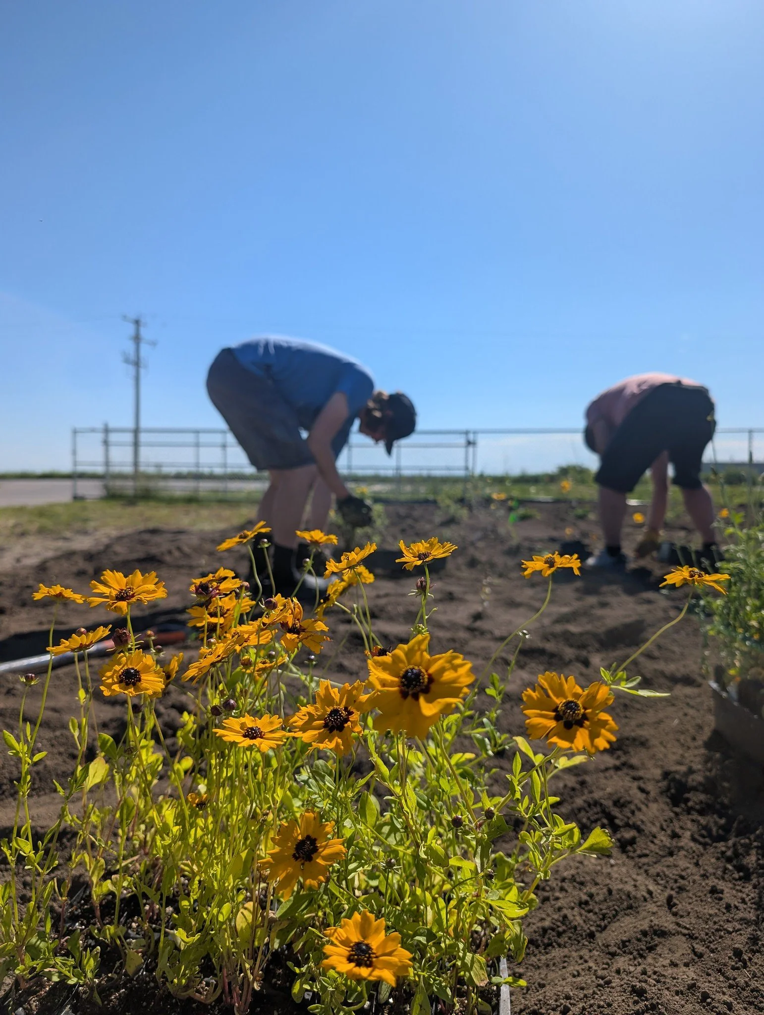 Lavern Pollinator Garden