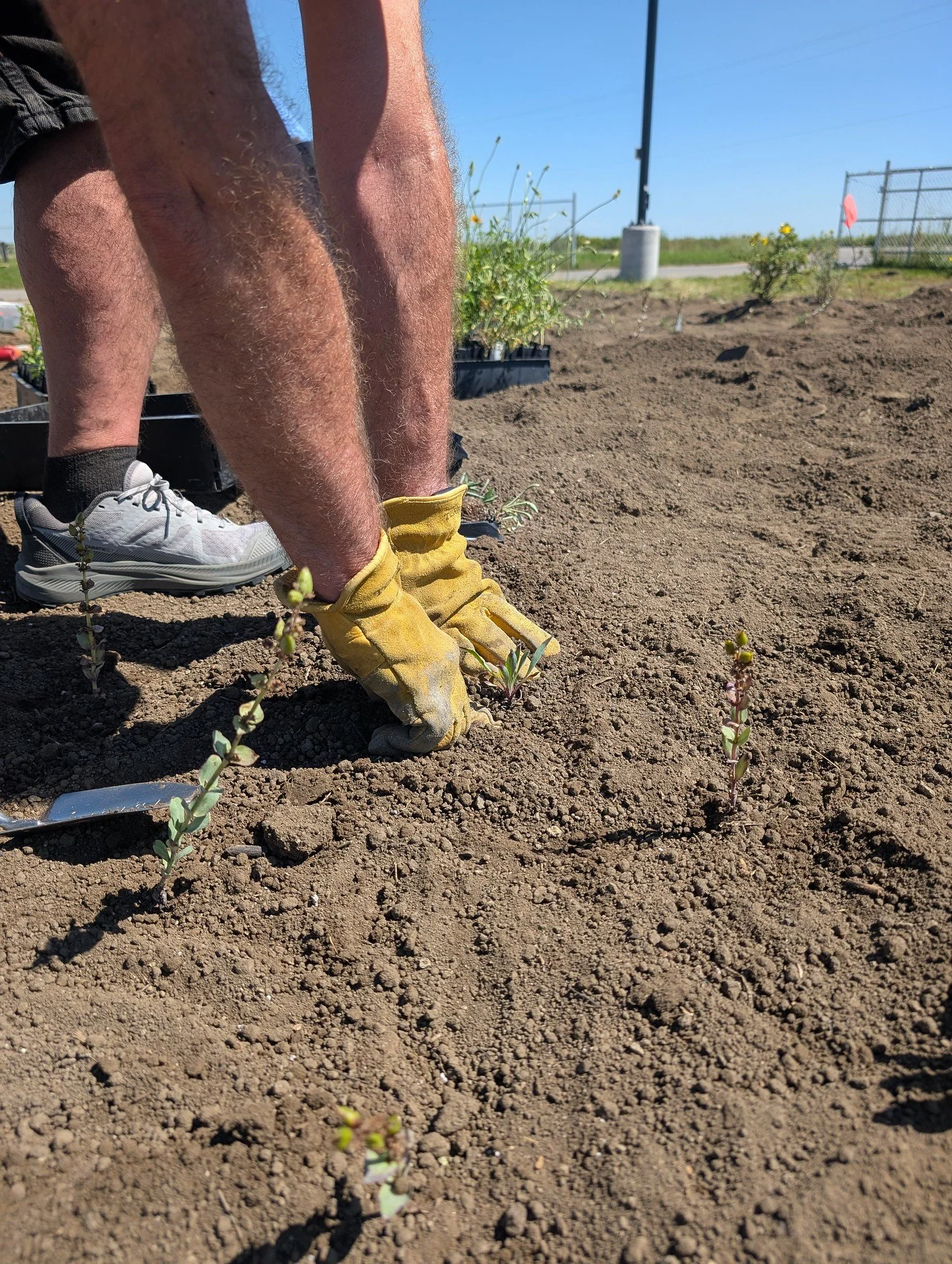 Lavern Pollinator Garden
