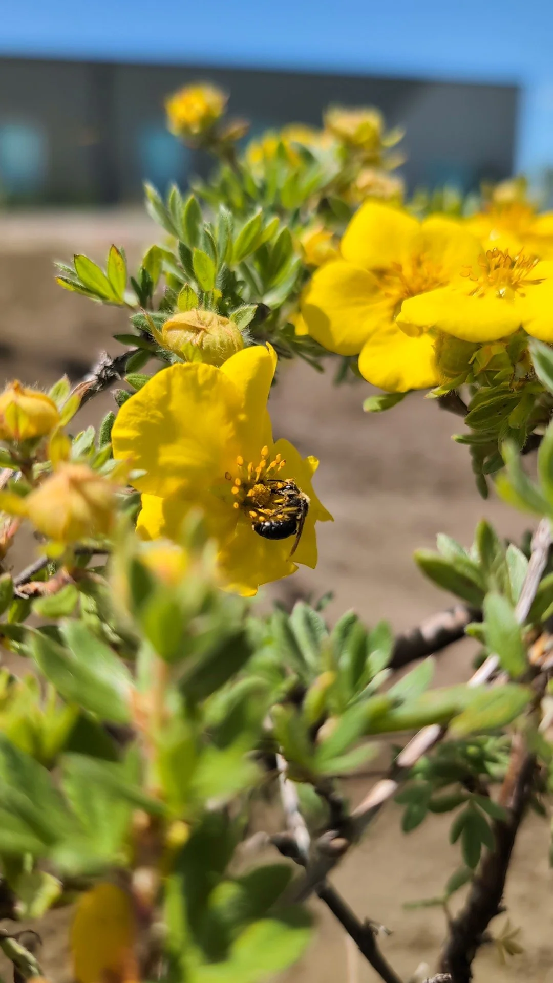 Lavern Pollinator Garden