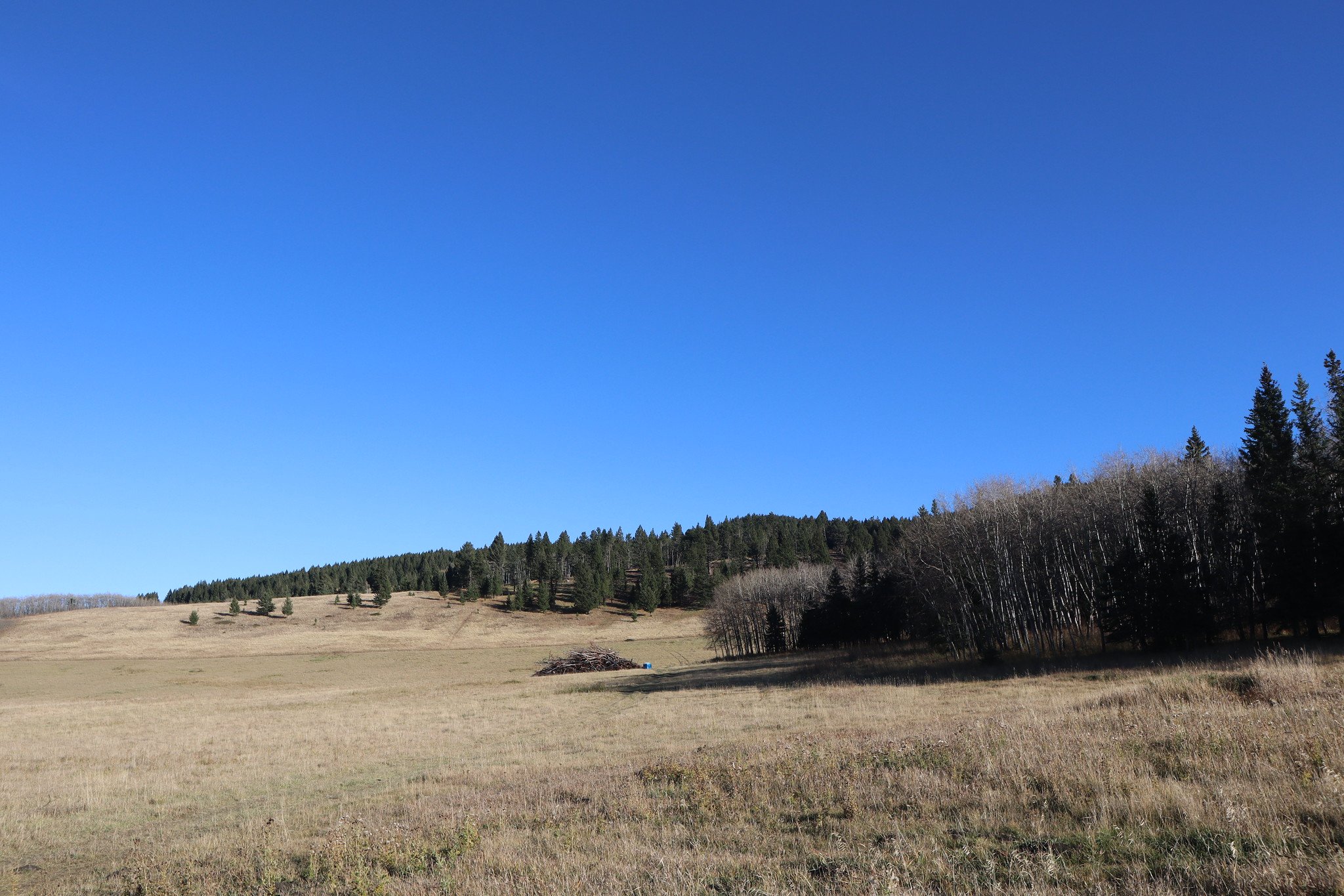 Timber Encroachment, Waldron Ranch