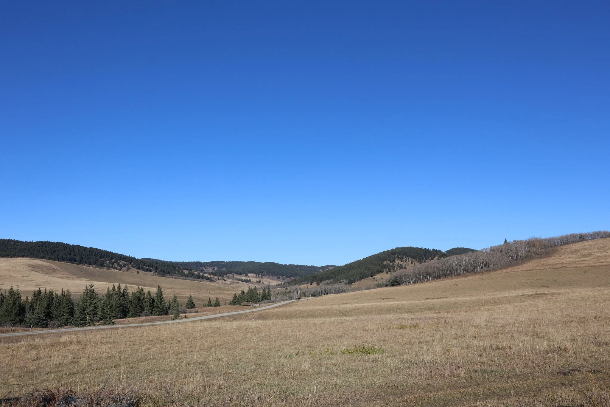 Timber Encroachment, Waldron Ranch