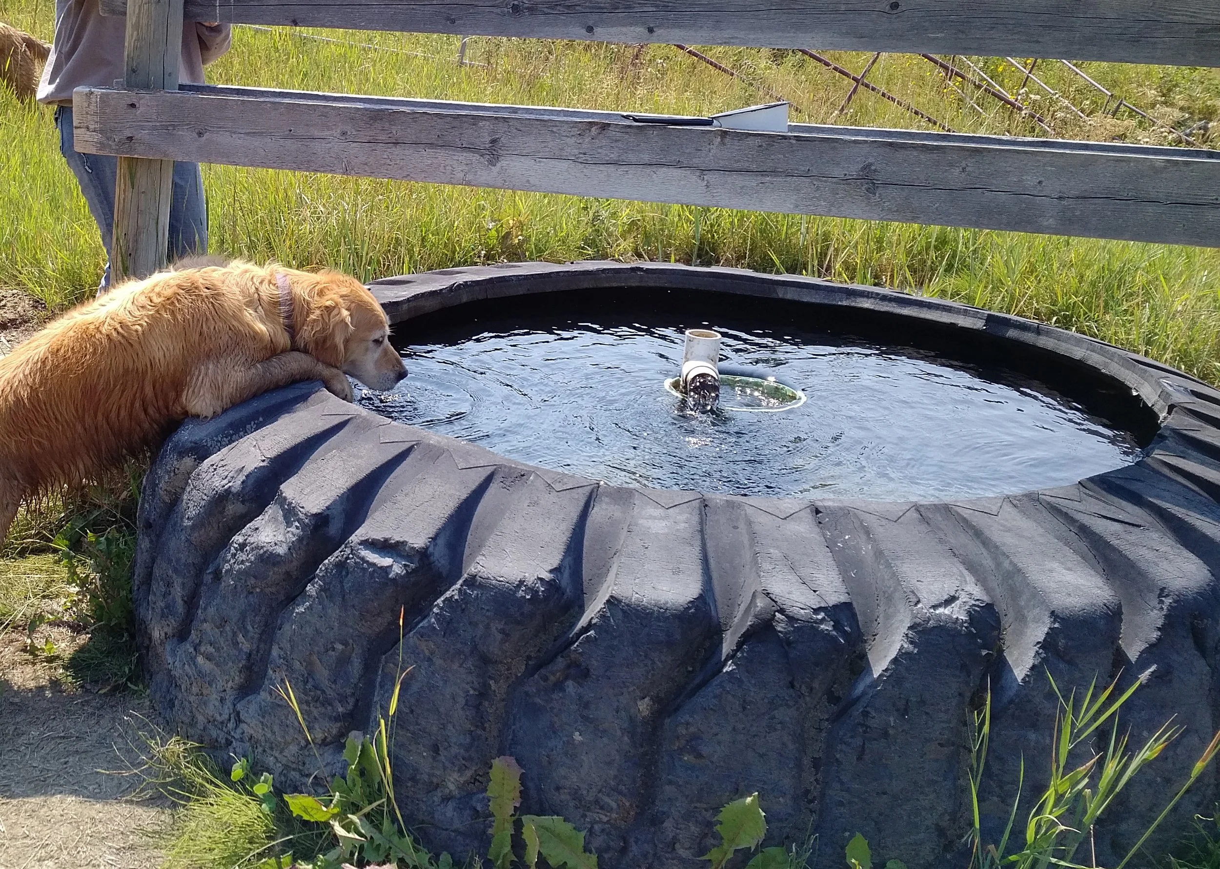 a golden retriever drinking from a large watering trough made form an old tire