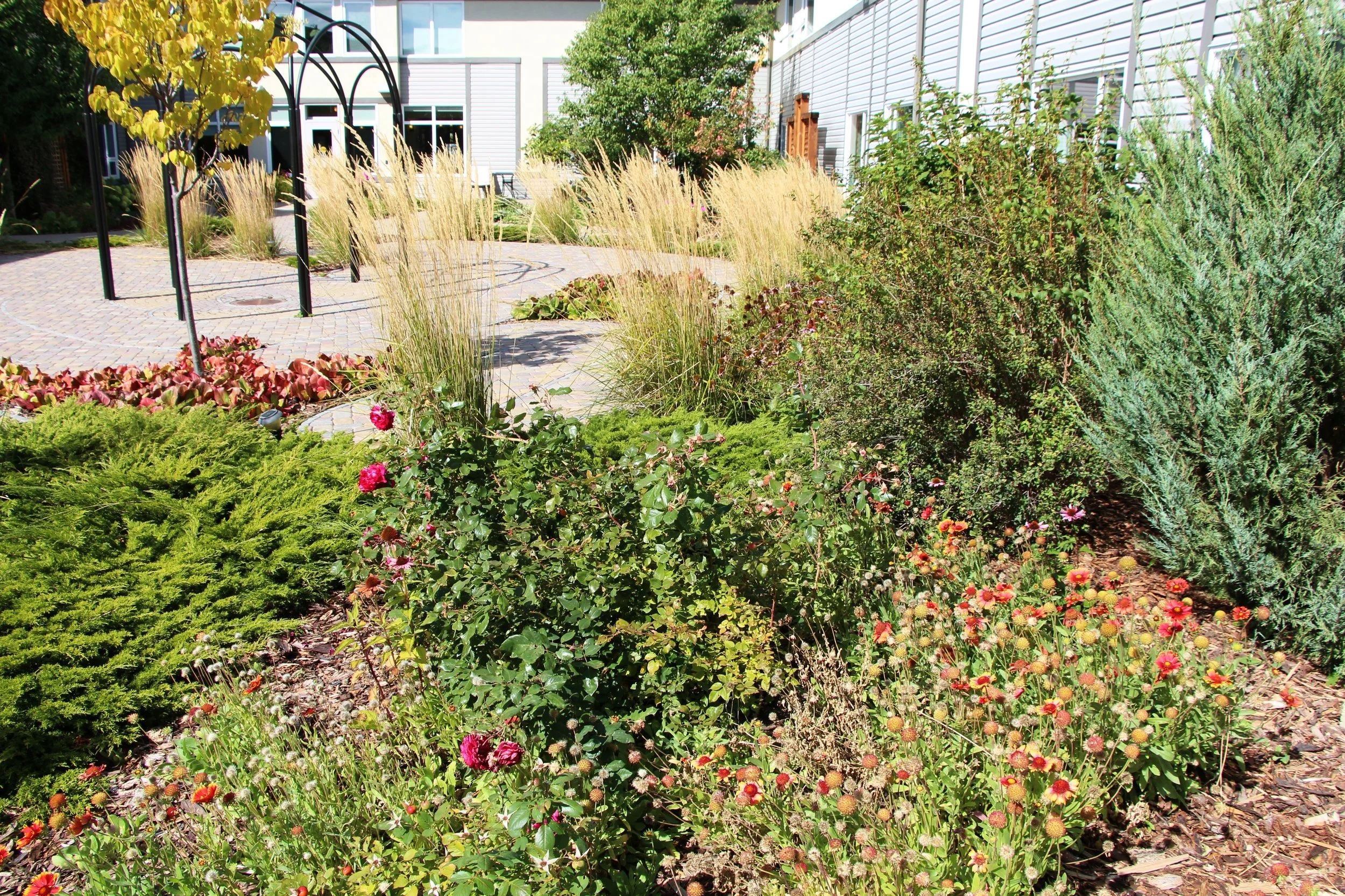 shrubs and grasses planted outside a building