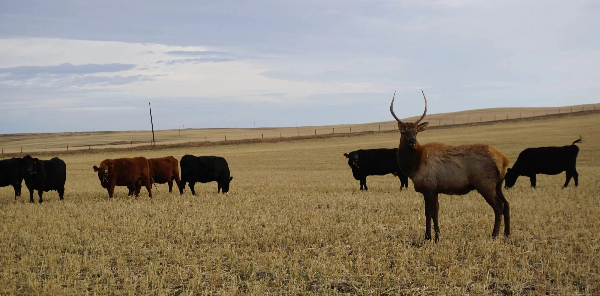 a young elk and cattle in a field