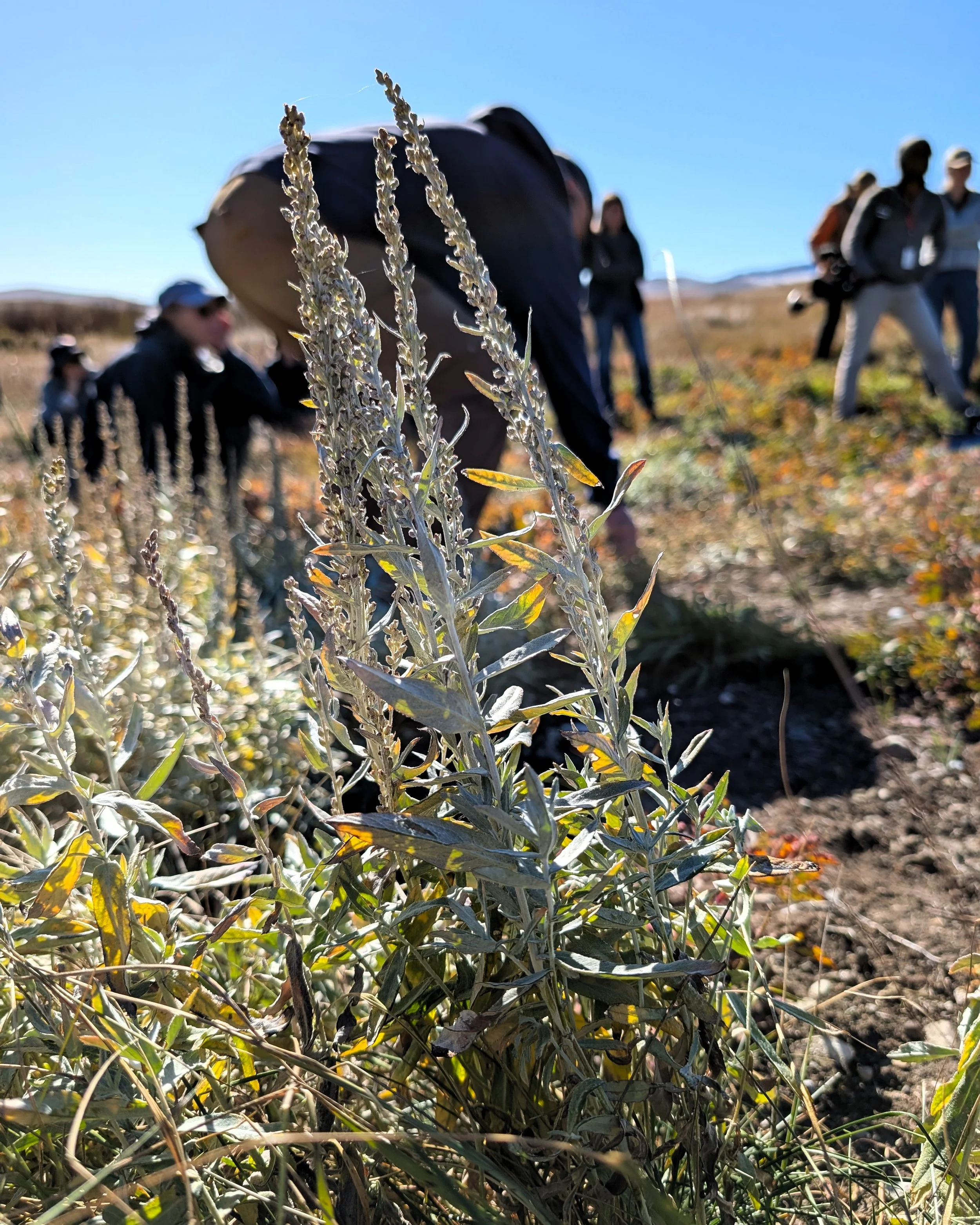 a pale green plant growing in the prairie, with people blurred in the background