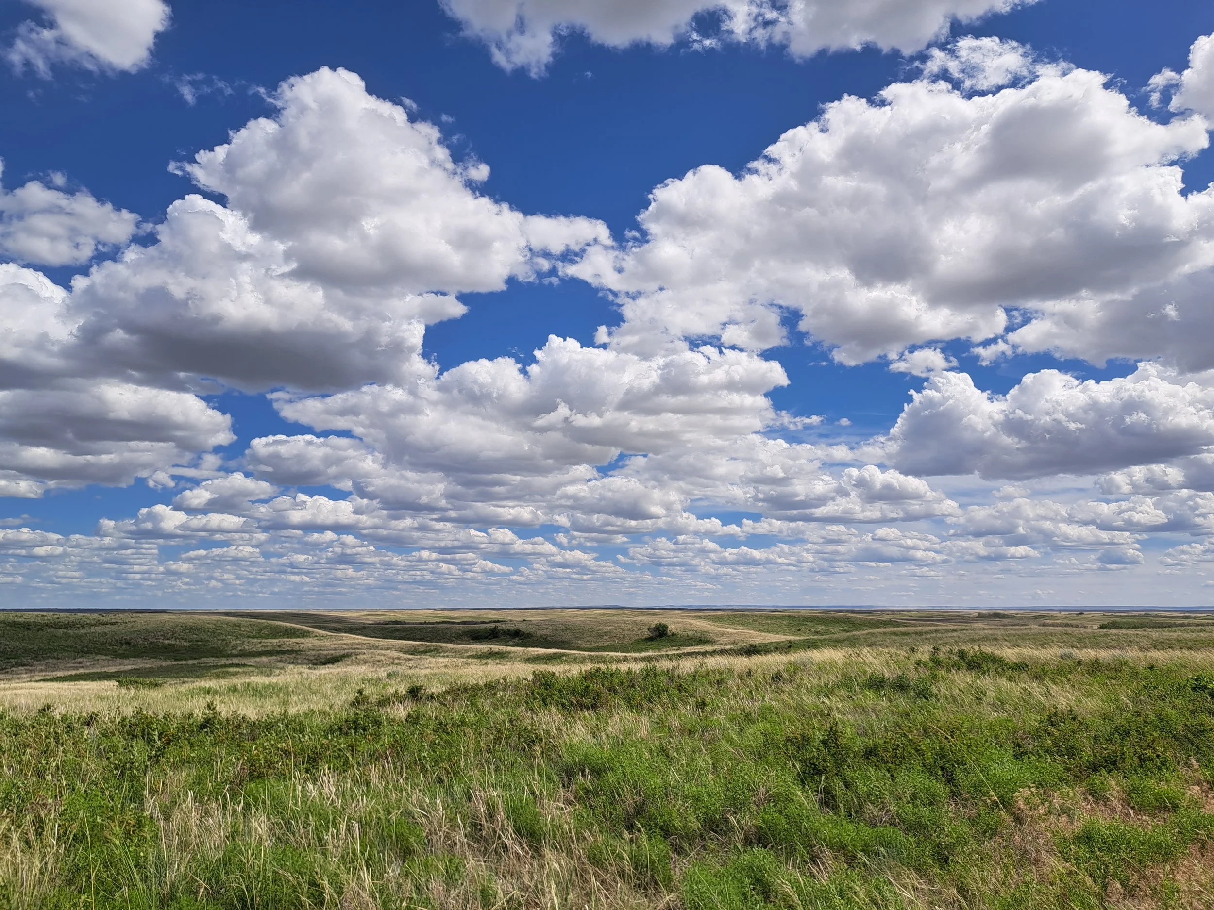grassland under a blue sky with fluffy clouds