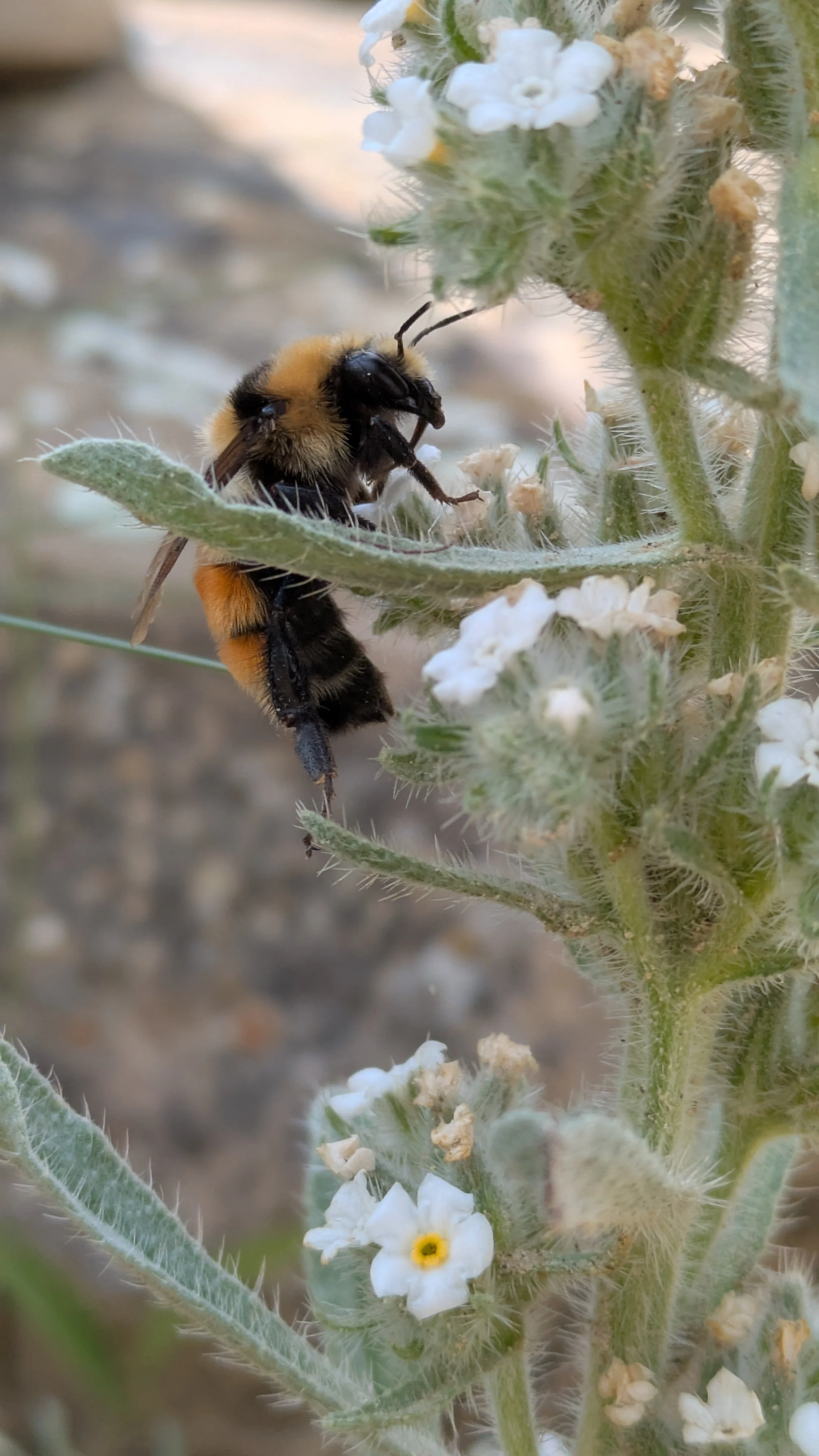 a bumble bee landing on a white flower