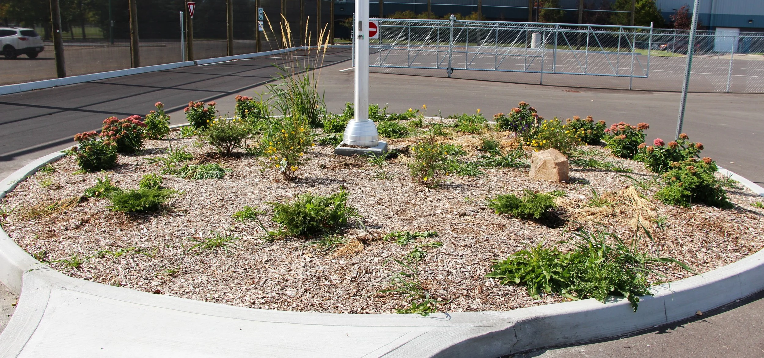 an island in the centre of a roundabout, covered with mulch and small shrubs