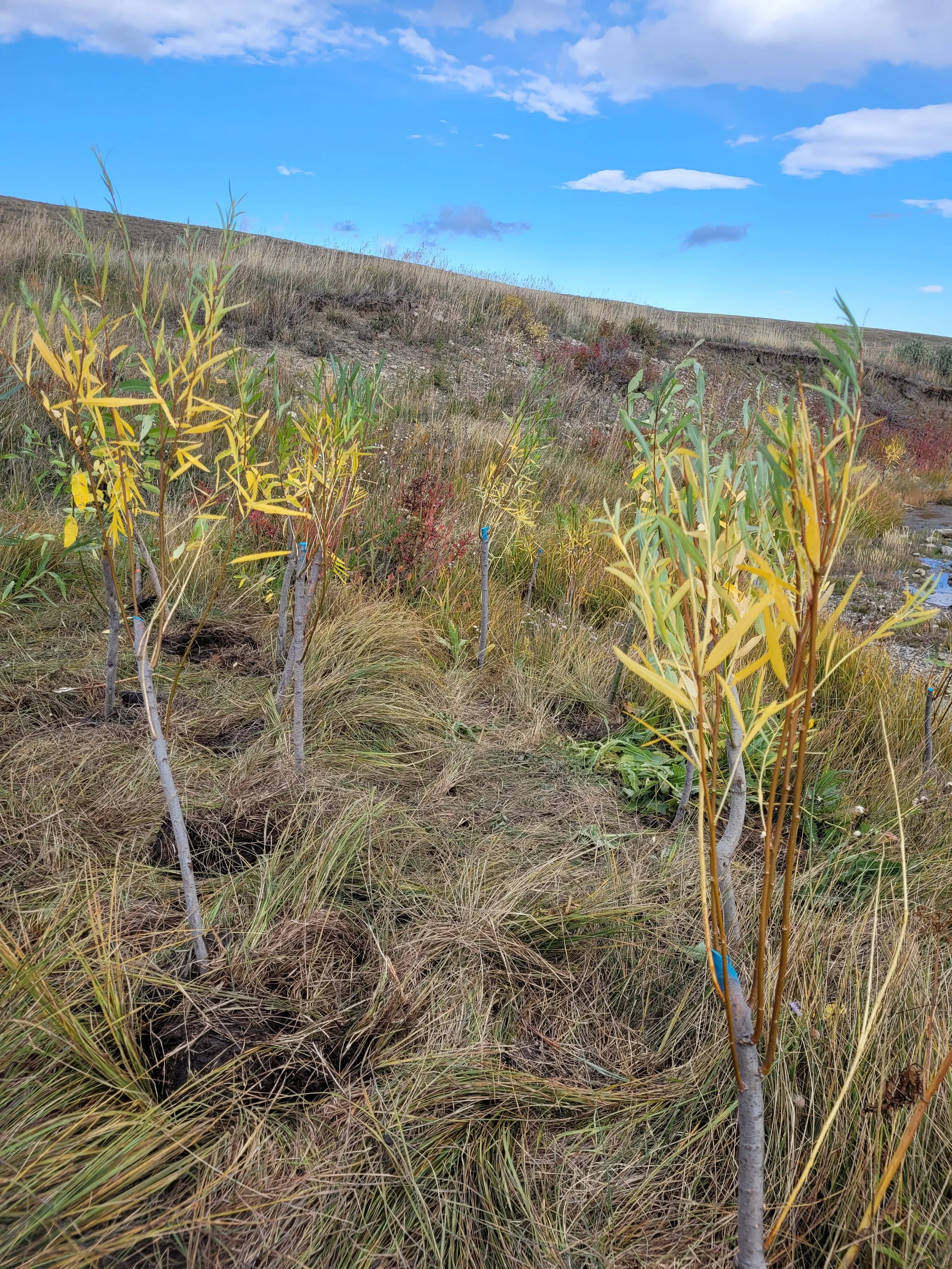 young willows growing in grassland