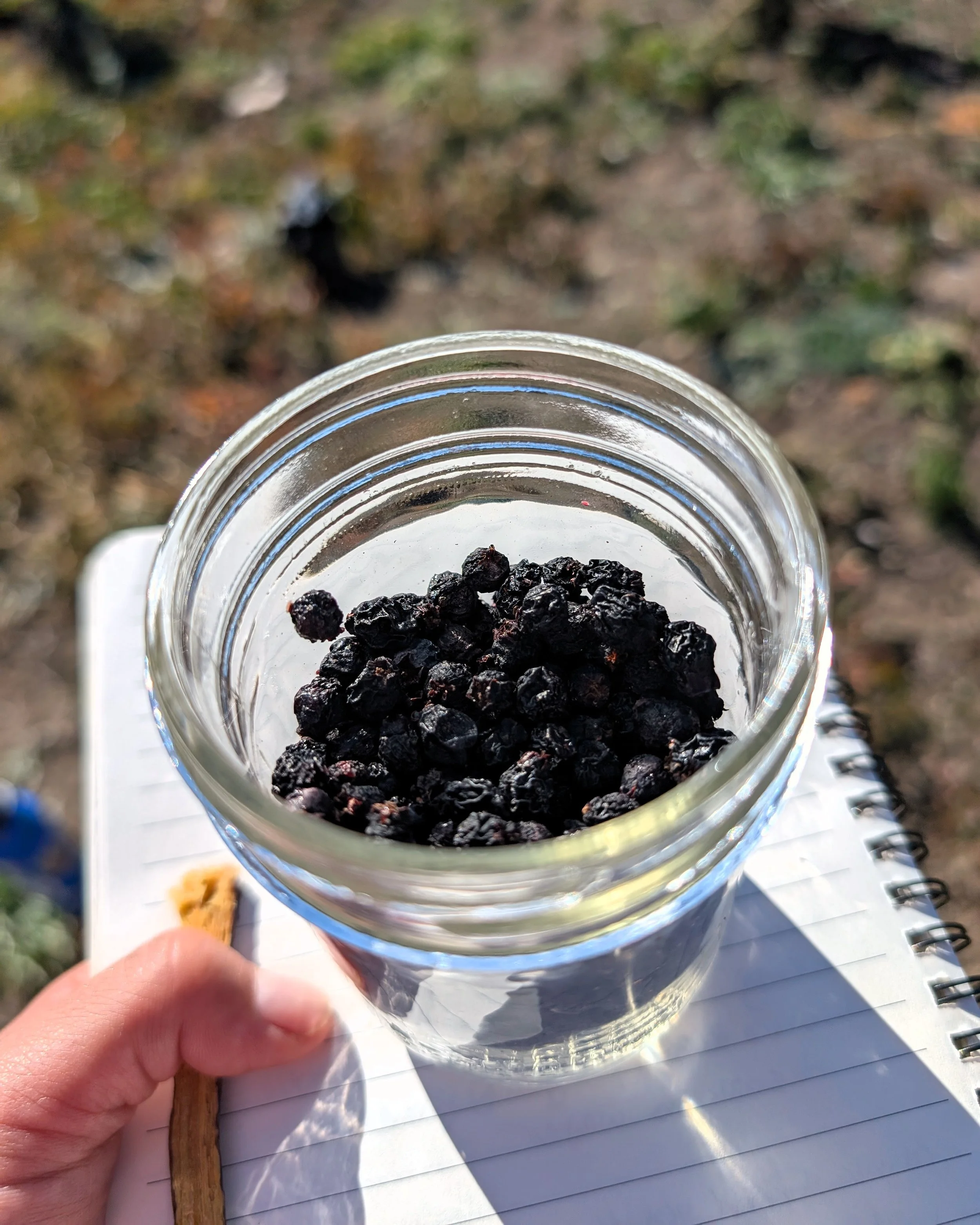 a glass jar filled with dark berries sitting on a notebook in the sun