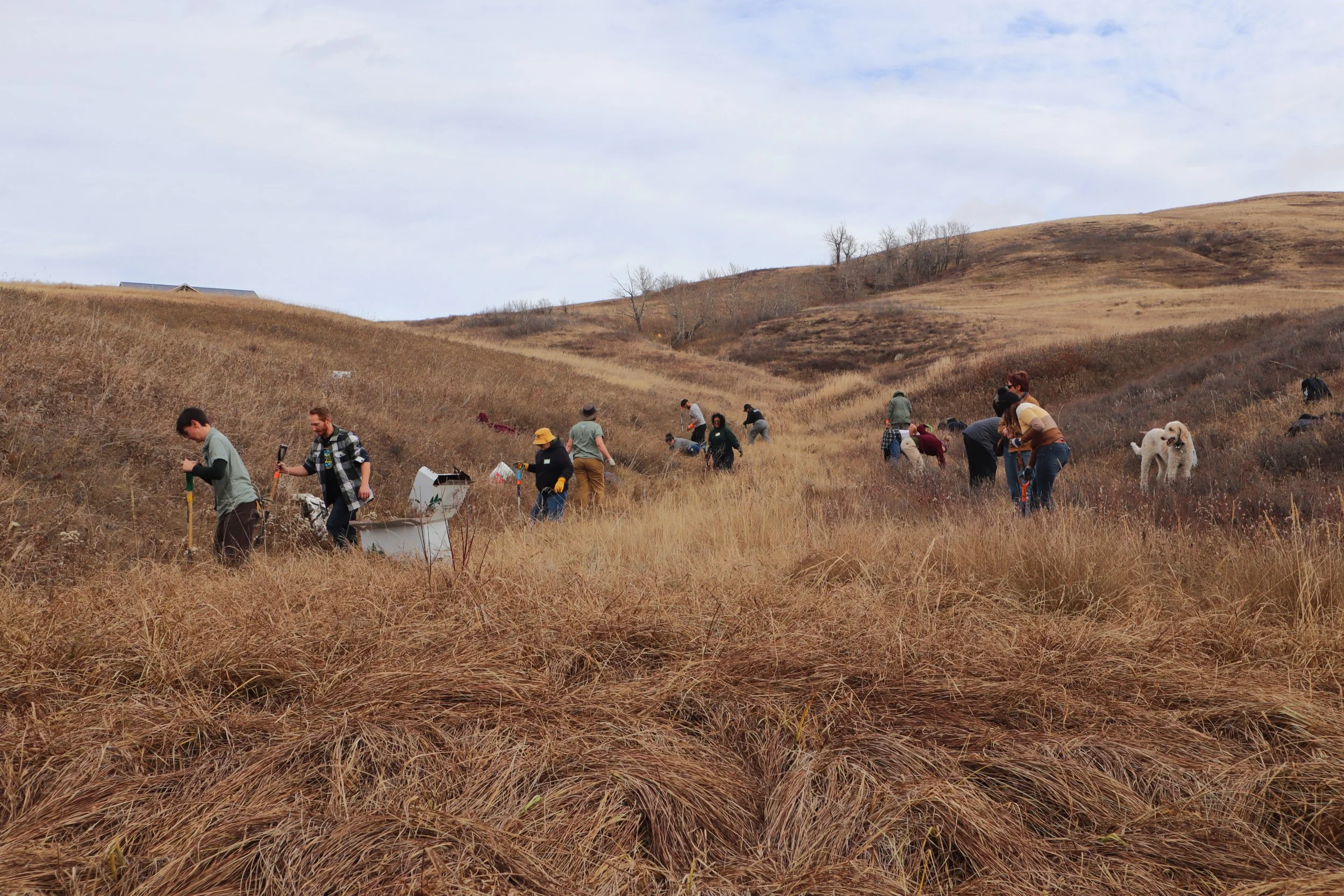 about 15 people with shovels working in a field