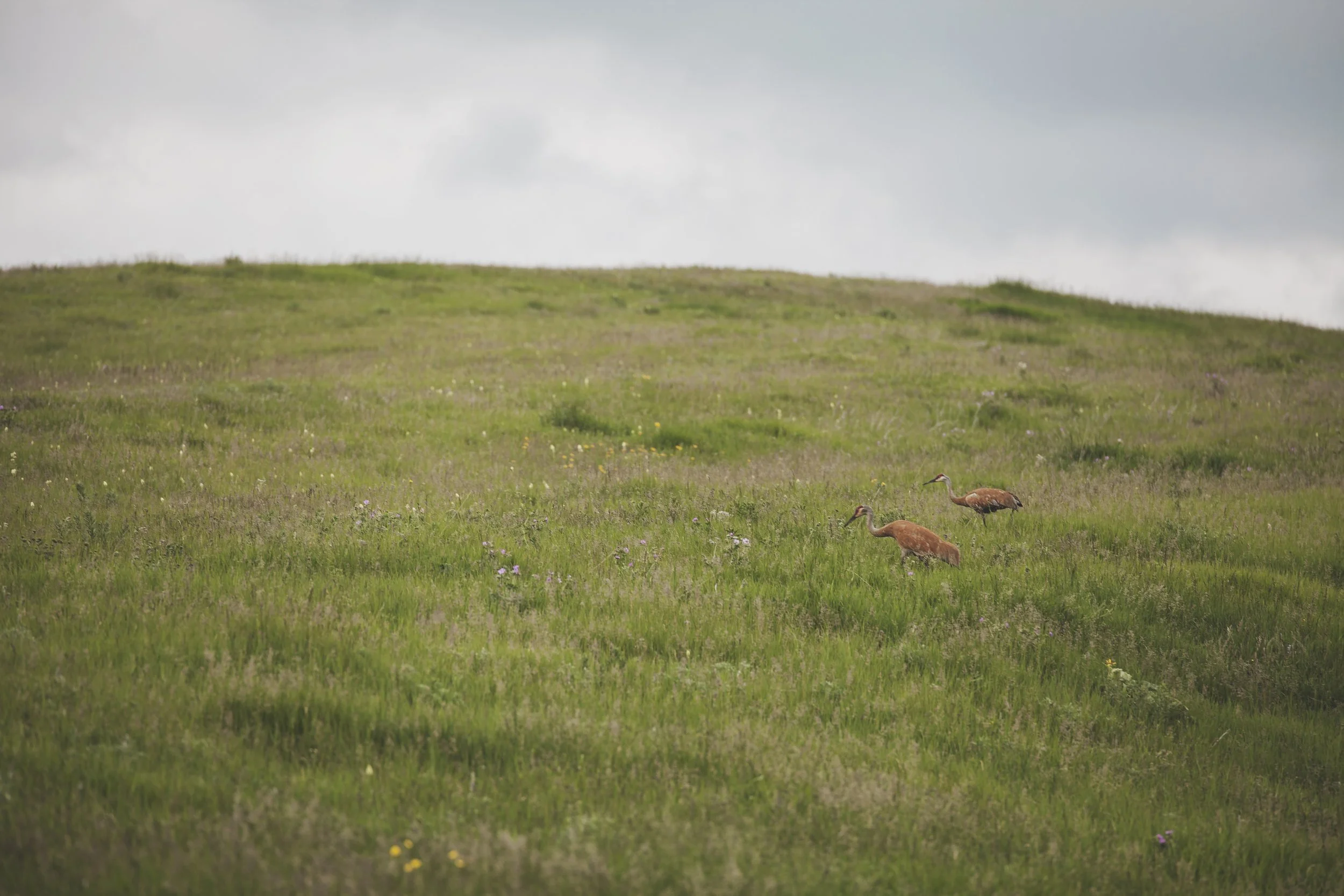 two brown birds with long necks in a grassy field