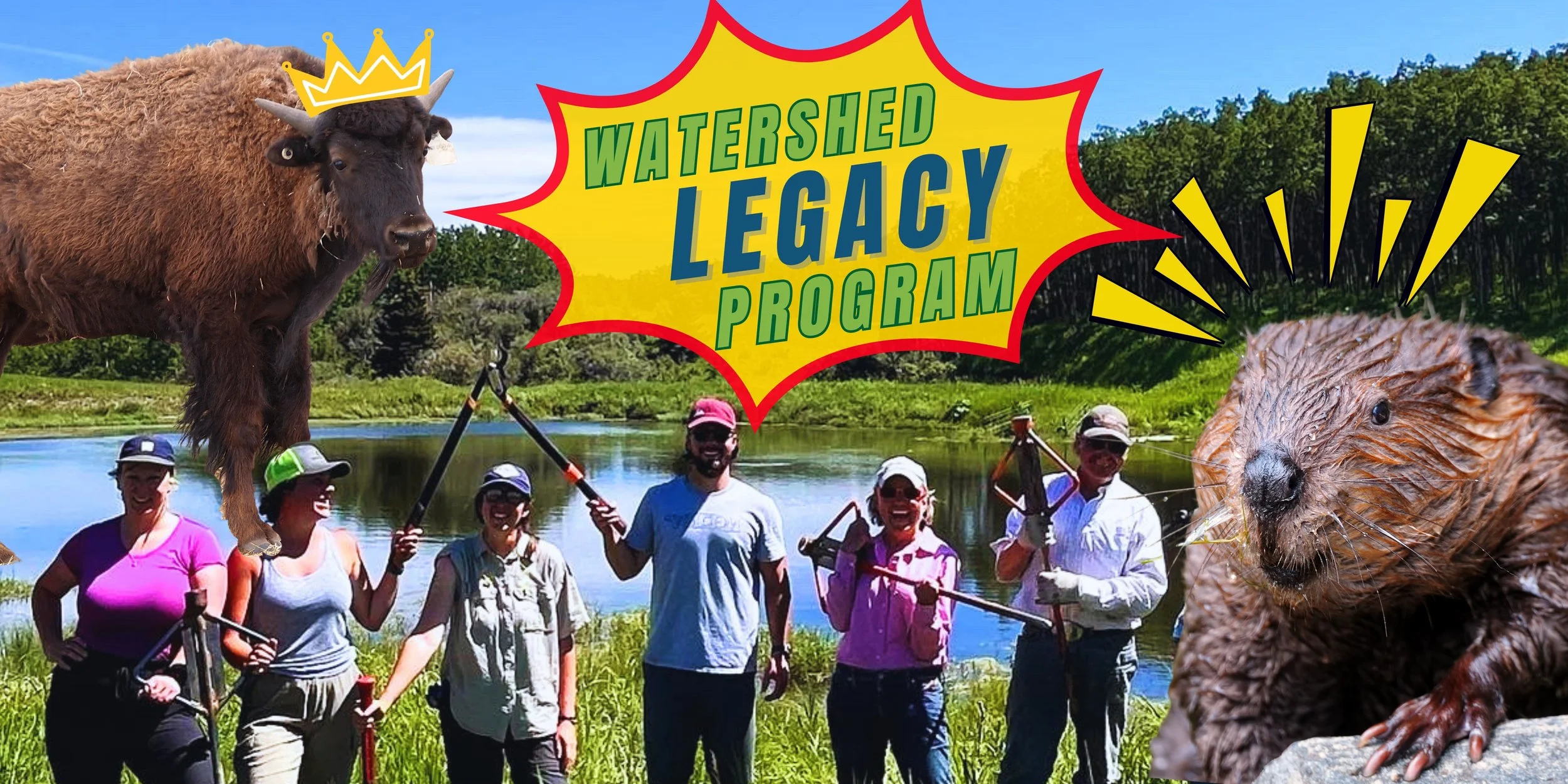 a collage showing six people doing restoration work in a wetland, a cattle with a crown on its head, and a beaver