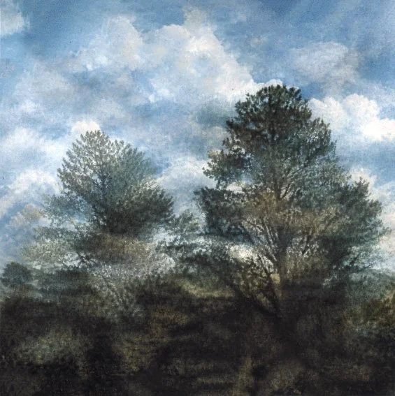 Evening Wattle