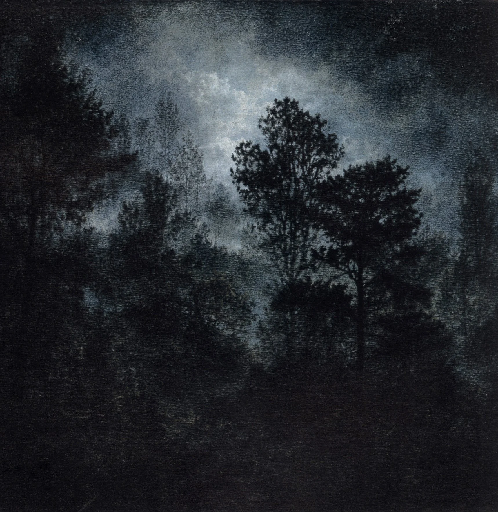 Rainforest Nocturne