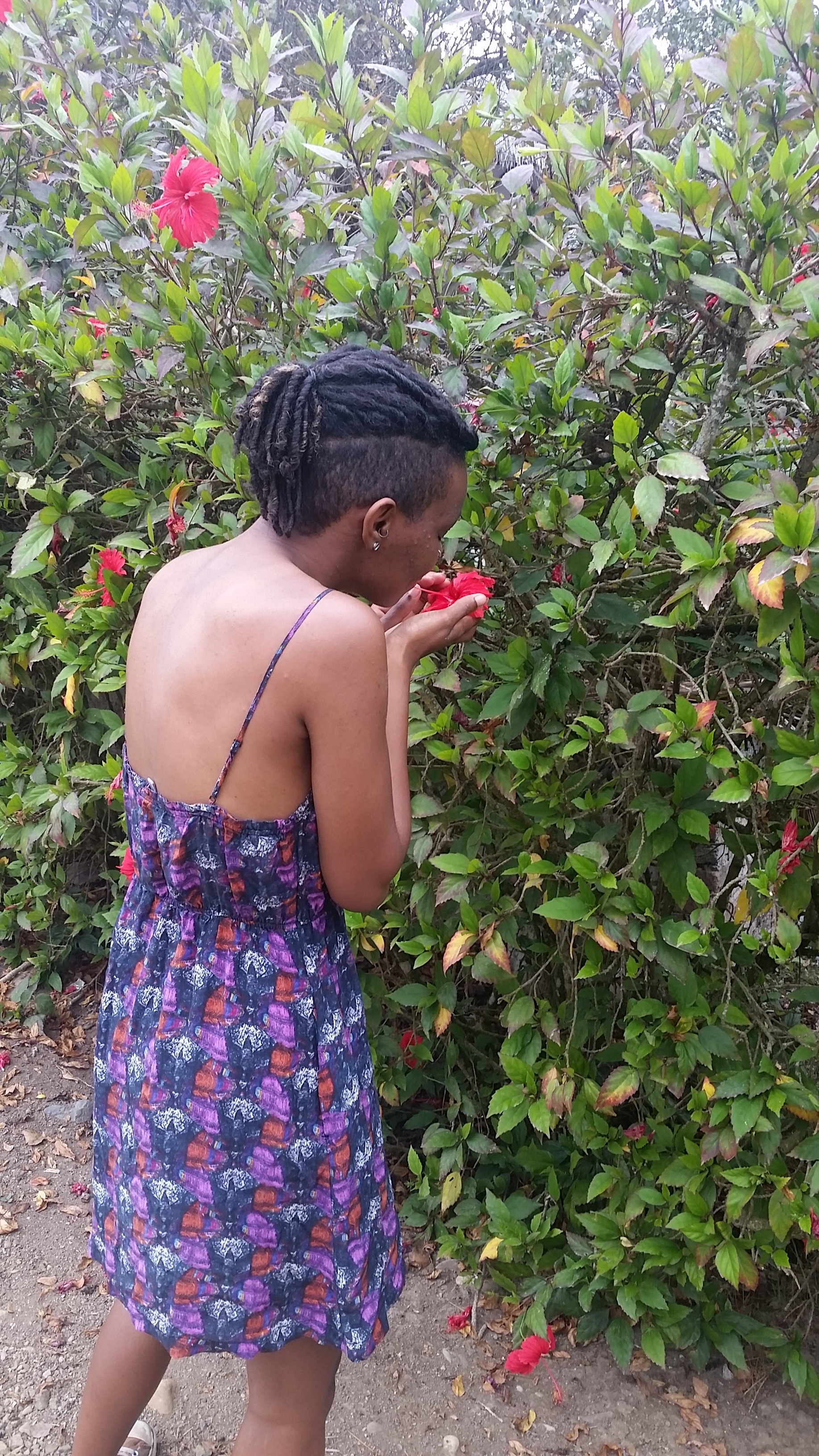 creating hibiscus, ginger, mango tea for a cosmic journey