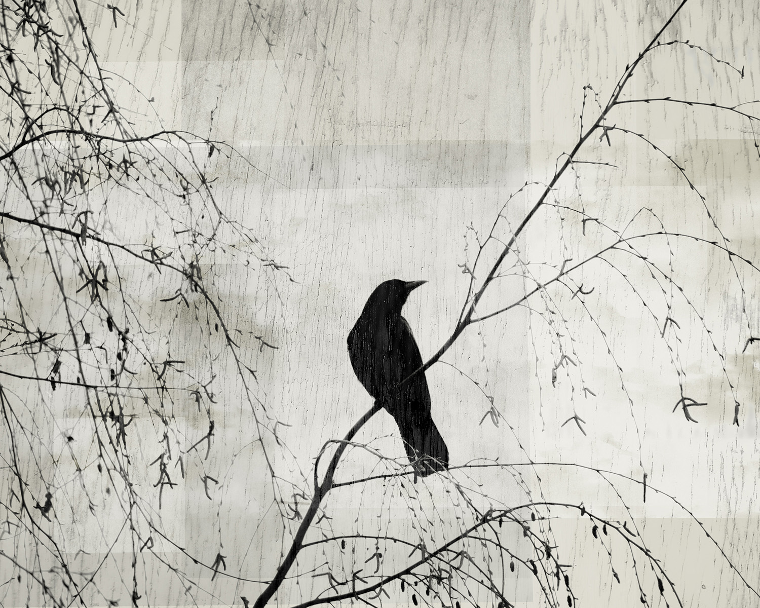 Crow in the Willow