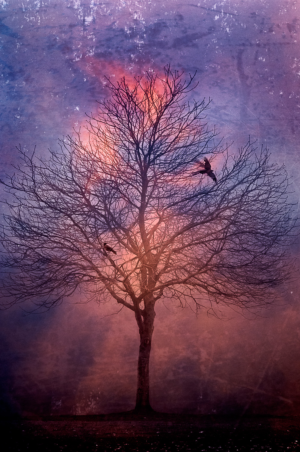 Winter's Tree At Dawn