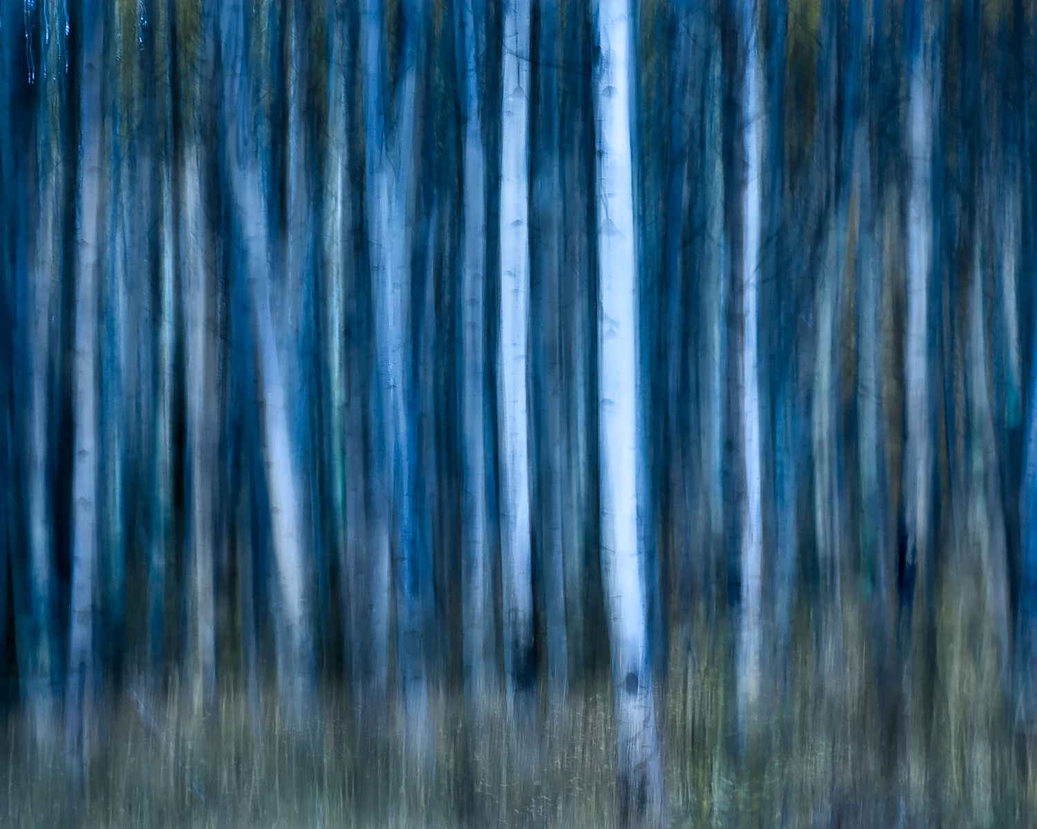 The Night's Forest