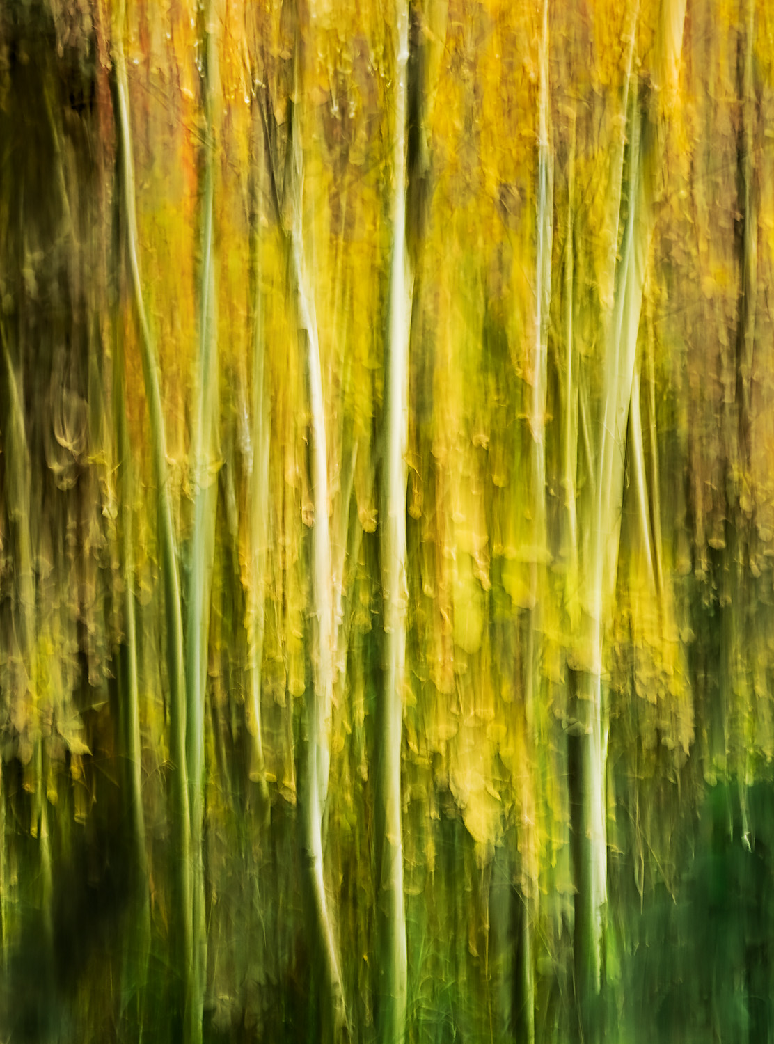 An Utterance of Trees