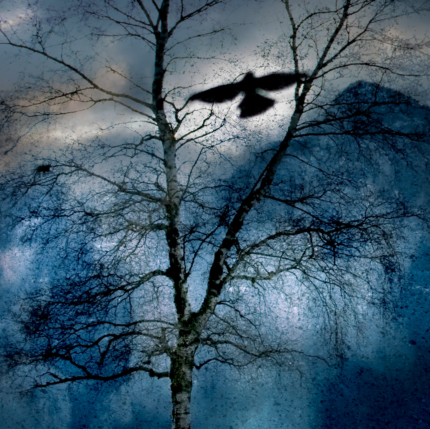 Winter's Crow