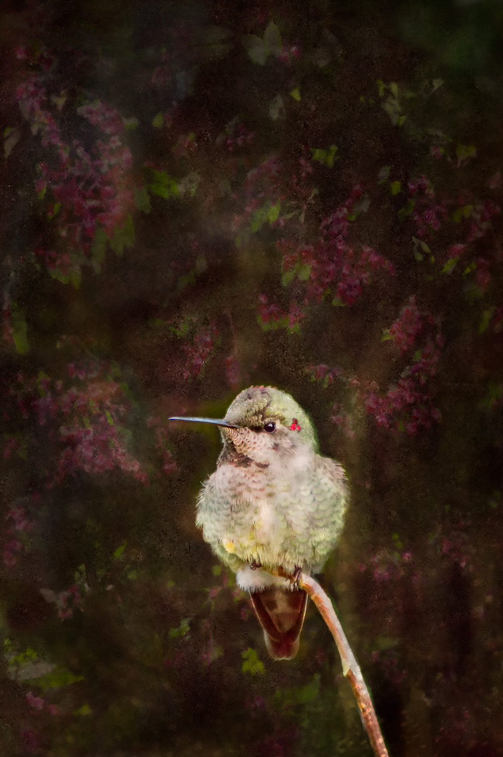 Anna's Hummingbird i