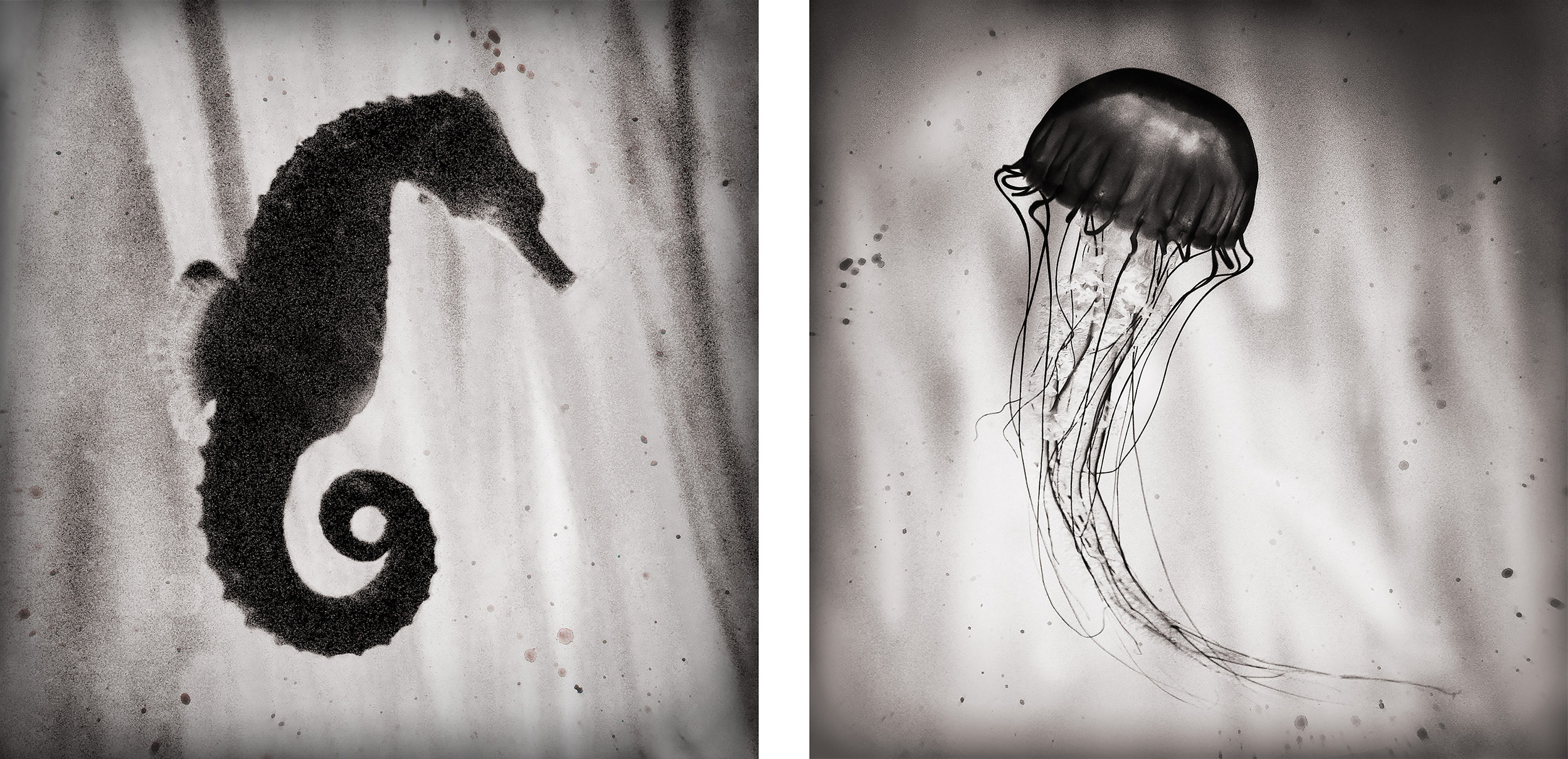Vintage Seahorse & Sea Jelly