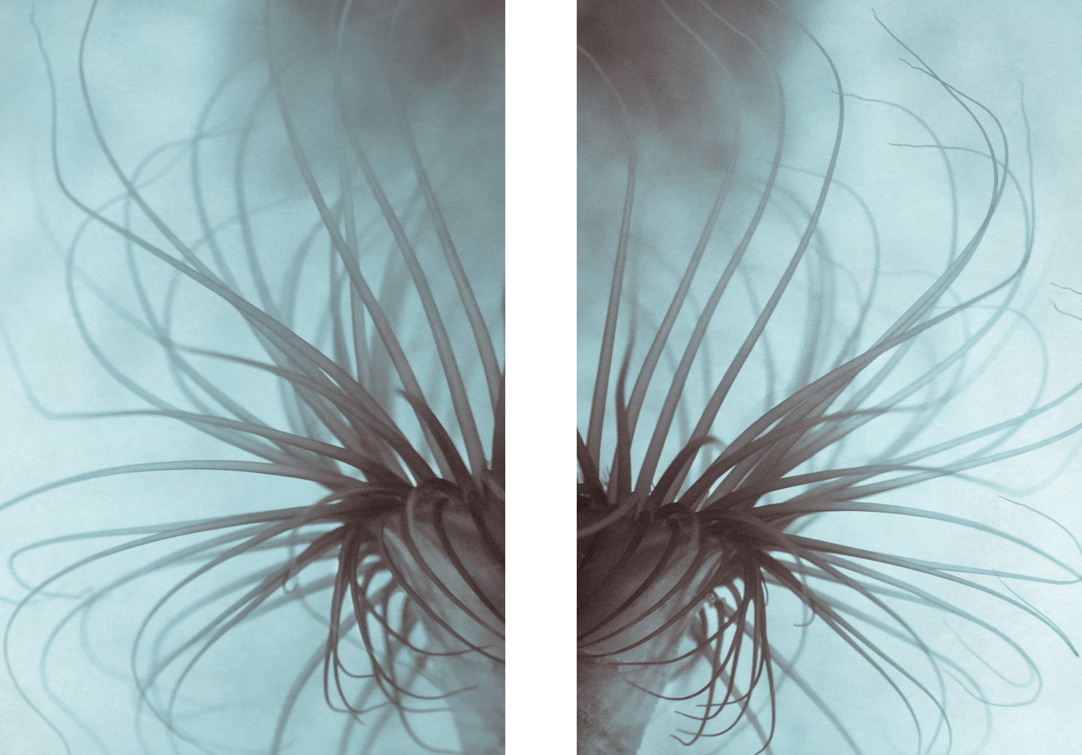 Sea Anemone i & iv