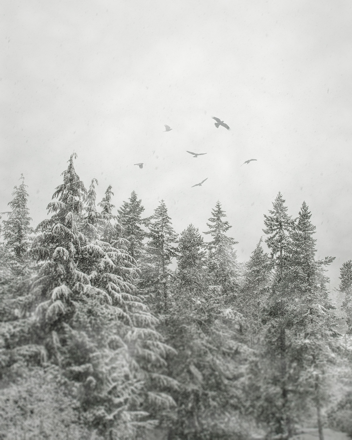 Snowbirds i - Whistler, BC