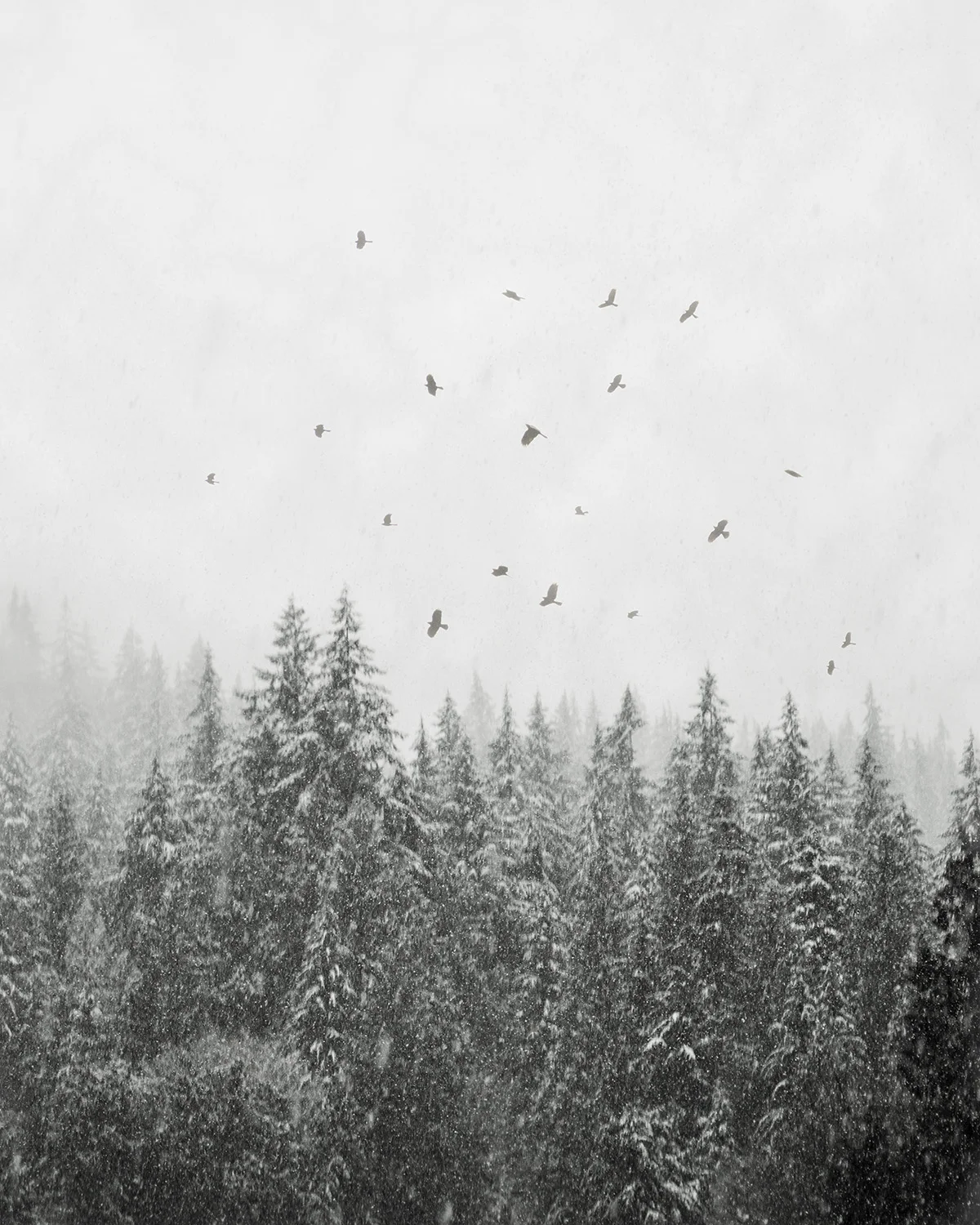 Snowbirds ii