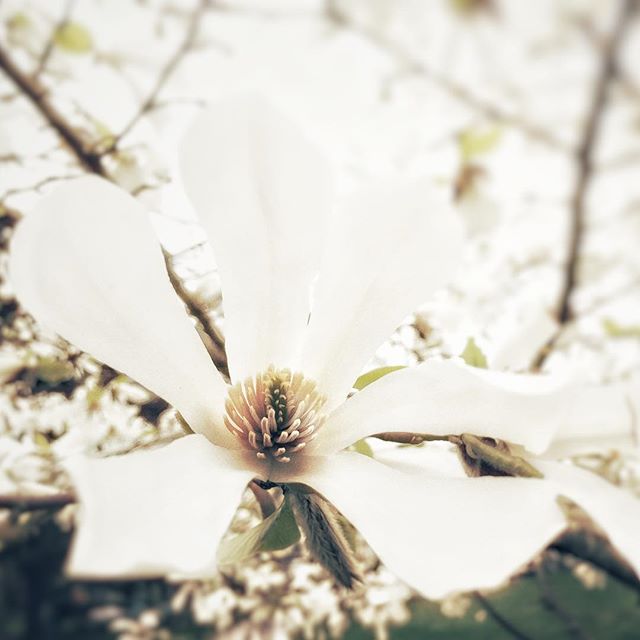 More Spring beauty! Did I say how ecstatic I am the sun has finally paid us a visit? Bring on the flowers!🌼🌻🌷☘️🌺🌳❤️.
.
.
#aprilshowersbringmayflowers #magnolias #magnificentmagnolias #whites#springwhites #springflowers #illuminaphotographics #va